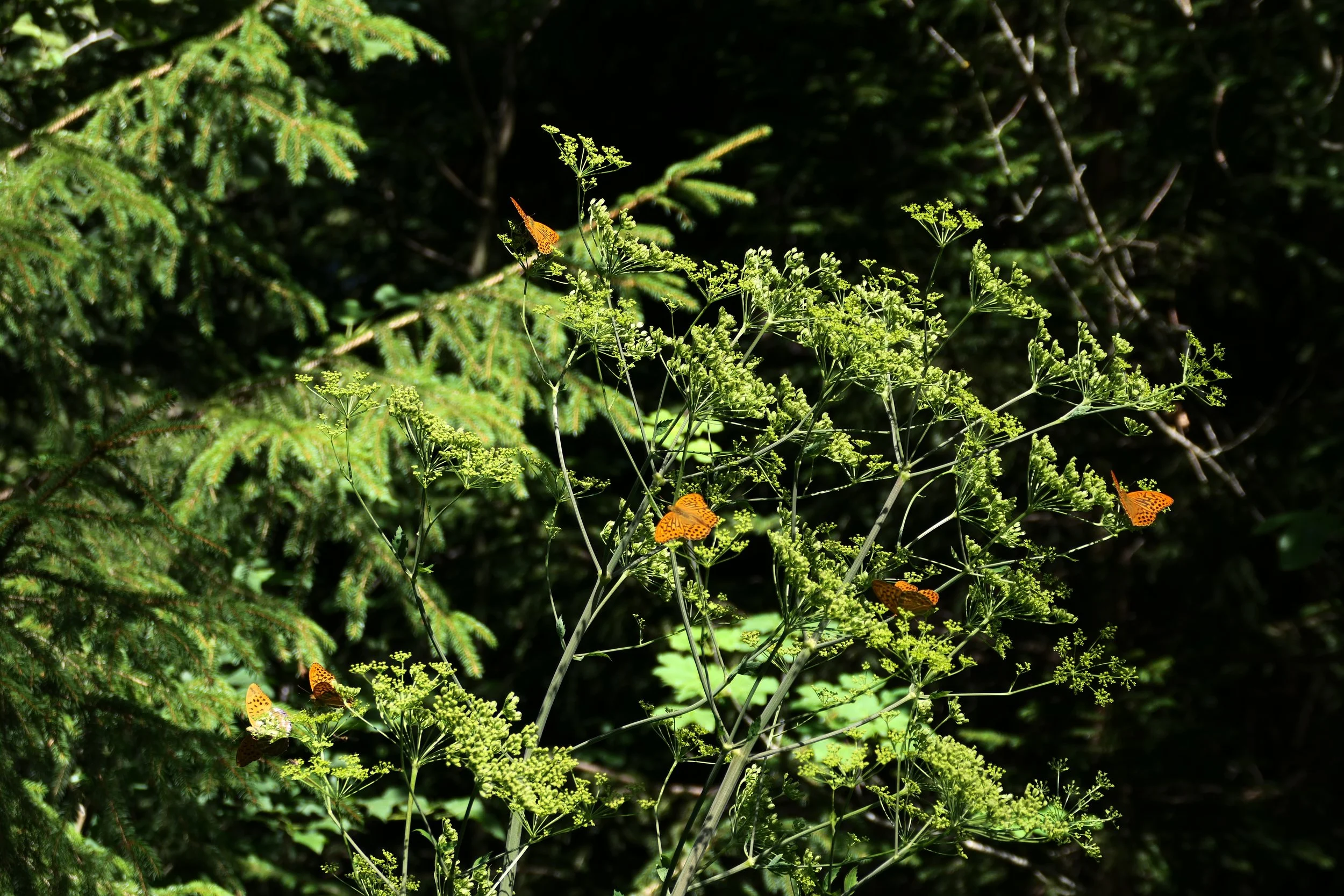 L1034484.JPG