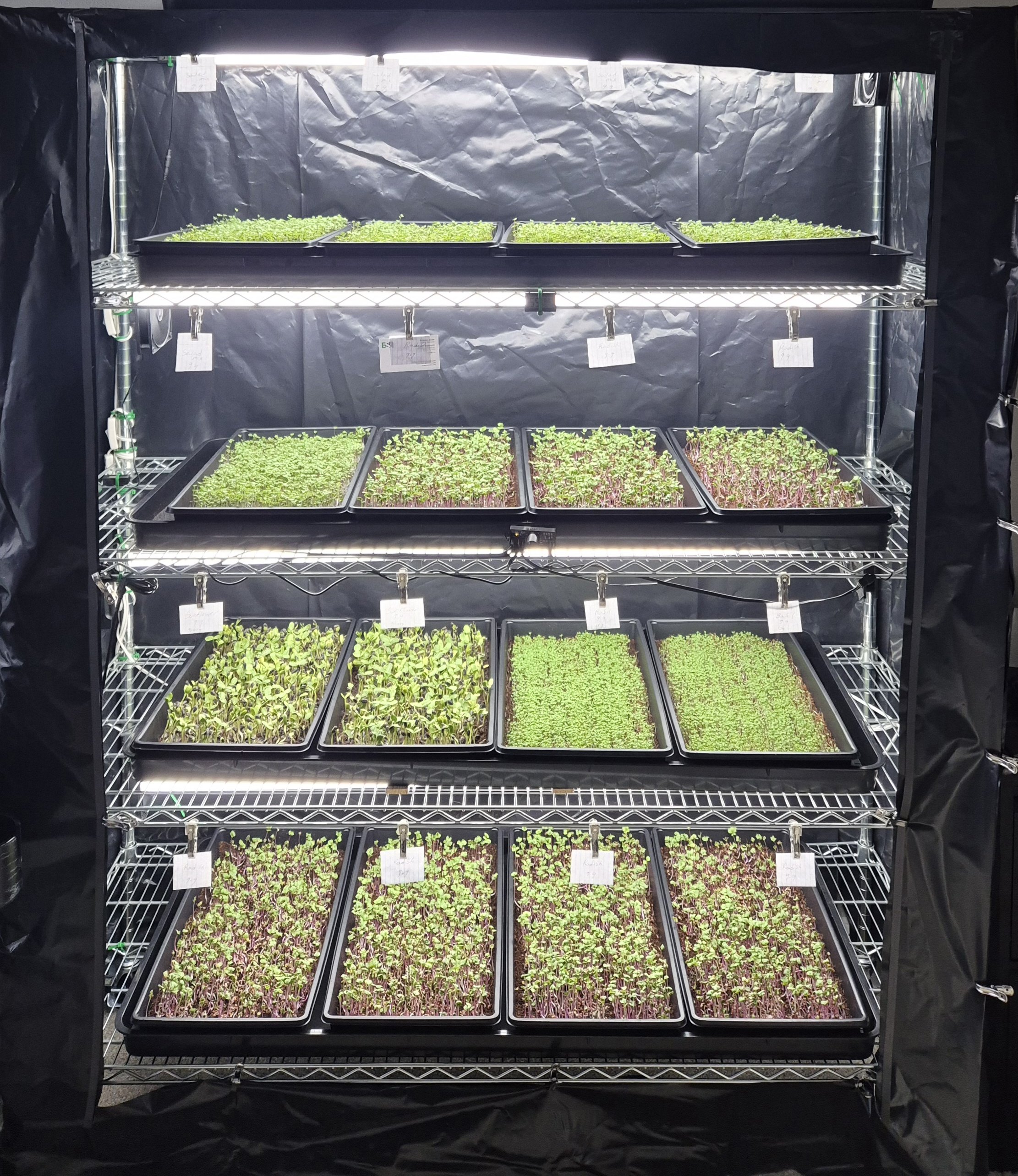 Indoor grow tent with multiple trays of seedlings on three shelves, illuminated by grow lights, with small labels hanging from the shelves.