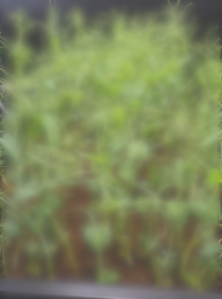 Green Pea Sprouts