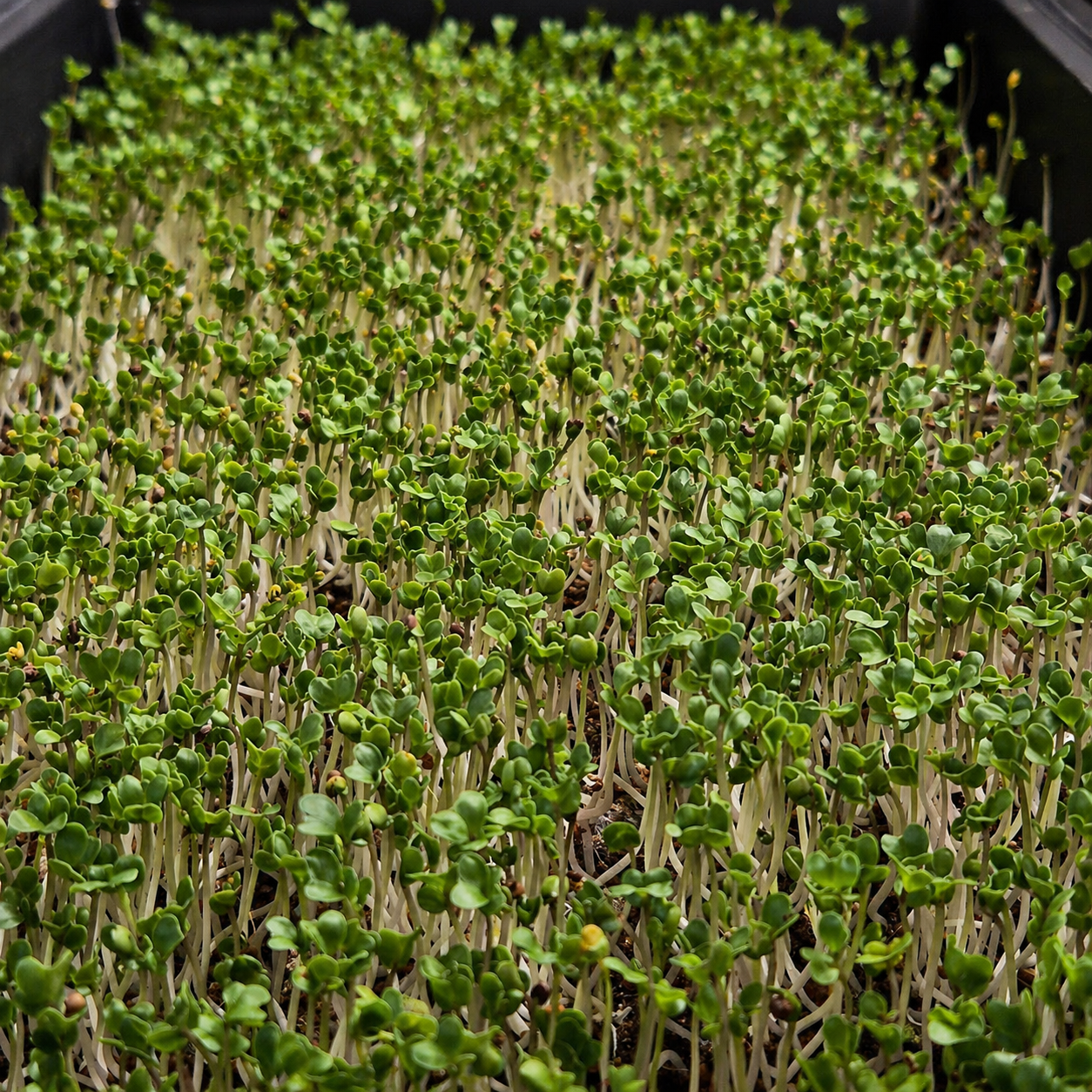 Salad Mix Microgreens