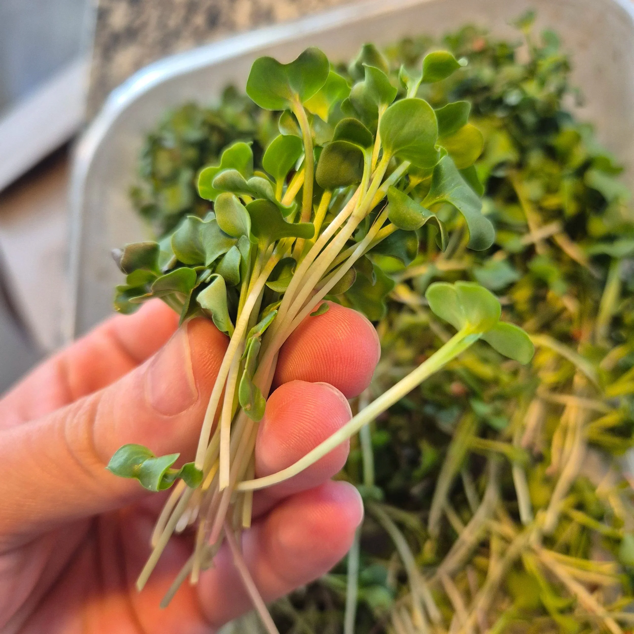 Close-up of a hand holding a bunch of fresh microgreens, with vibrant green leaves and slender stems.