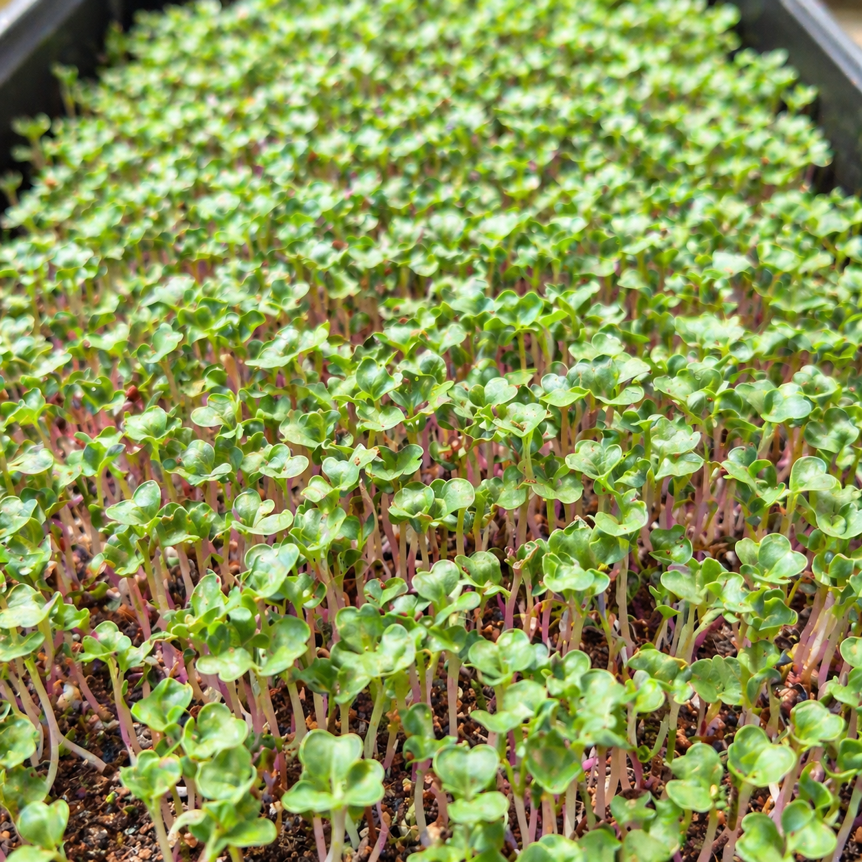Radish Microgreens