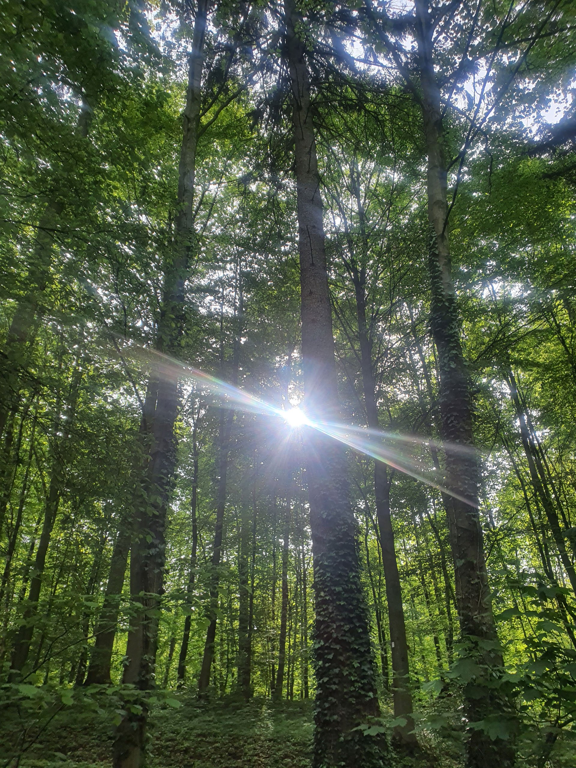 Sunbeams bursting through a dense green forest, creating a bright lens flare behind ivy-covered tree trunks.