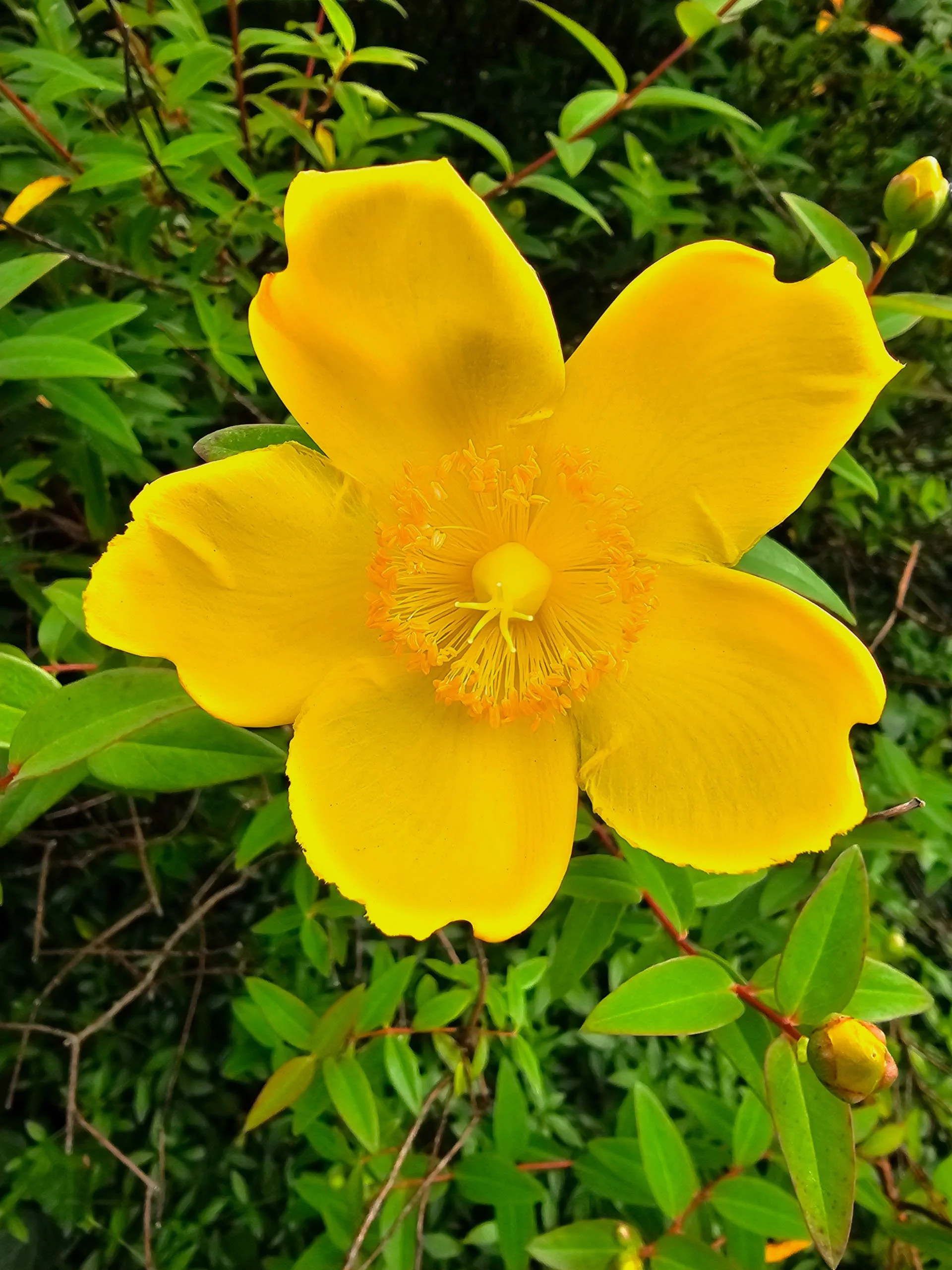 Close-up shot of a bright yellow St. John's wort flower, showcasing its prominent, brush-like golden stamens against green foliage.
