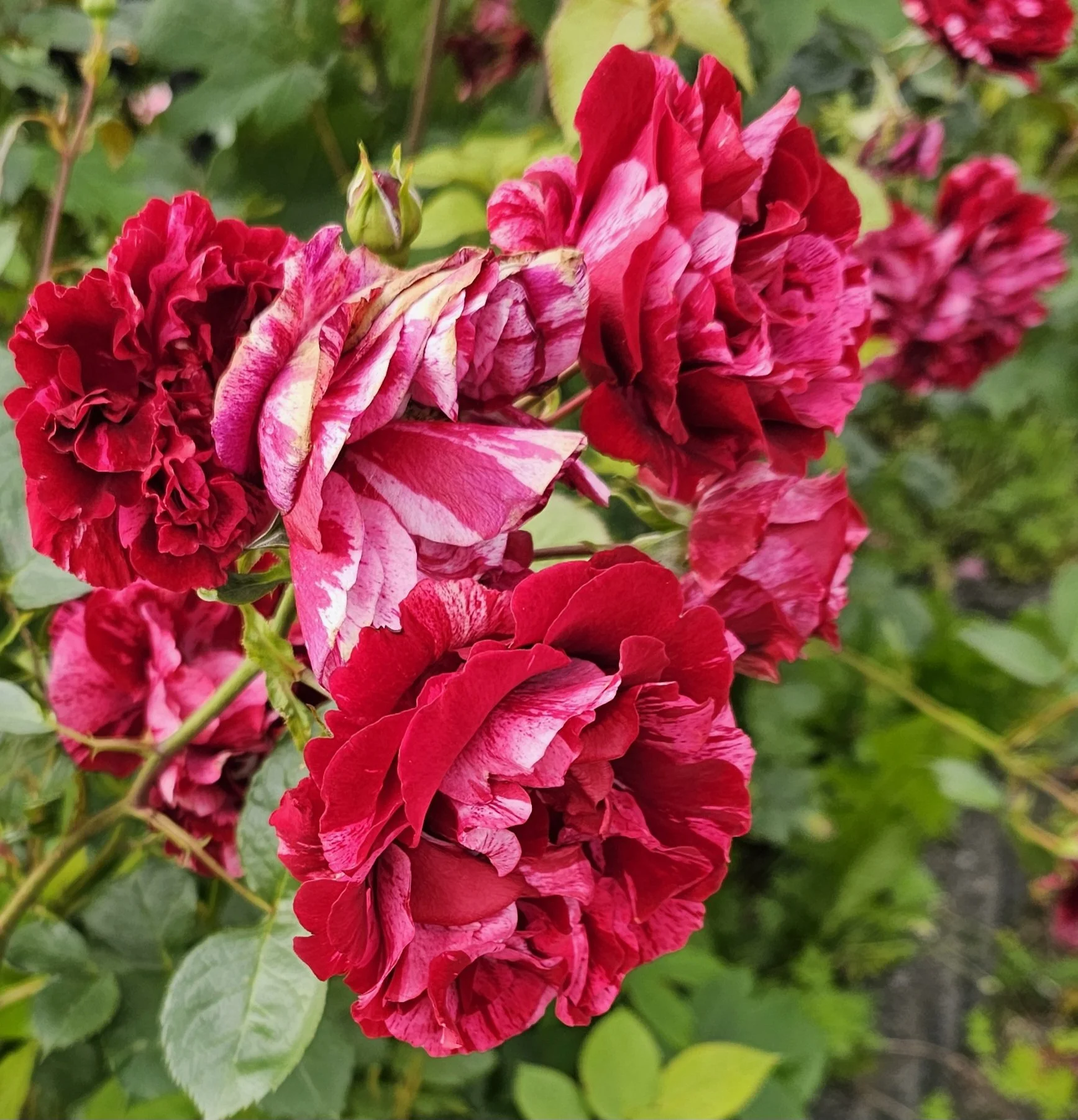 Close-up photograph of a cluster of vibrant red and white striped variegated roses with green leaves in the background.