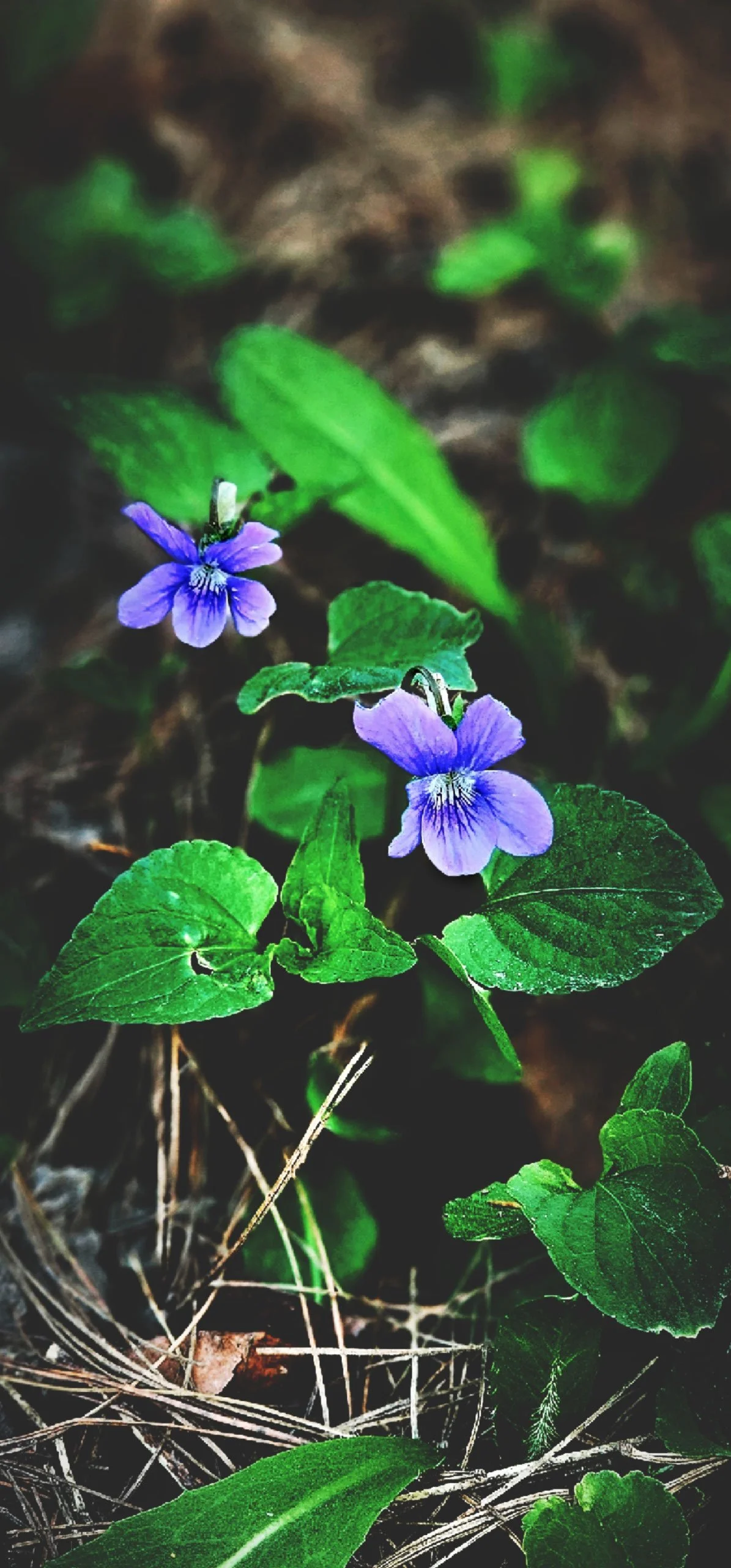 A close-up shot of two small purple violet flowers blooming among vibrant green leaves, edited with high-contrast tones and deep shadows that create a moody, painterly botanical look.