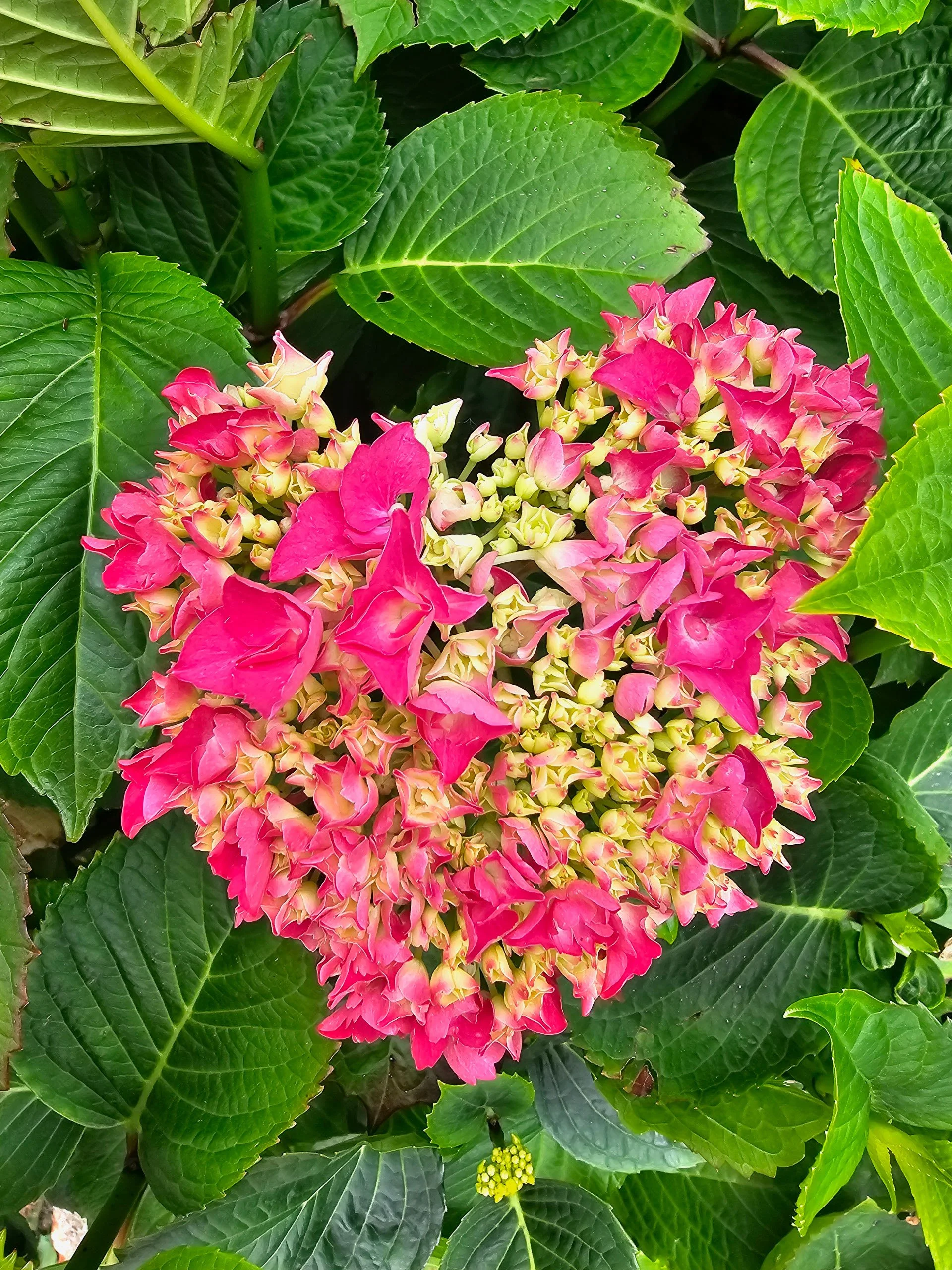 A top-down close-up photograph of pink and yellowish hydrangea flowers naturally shaped like a heart, framed by large green leaves.