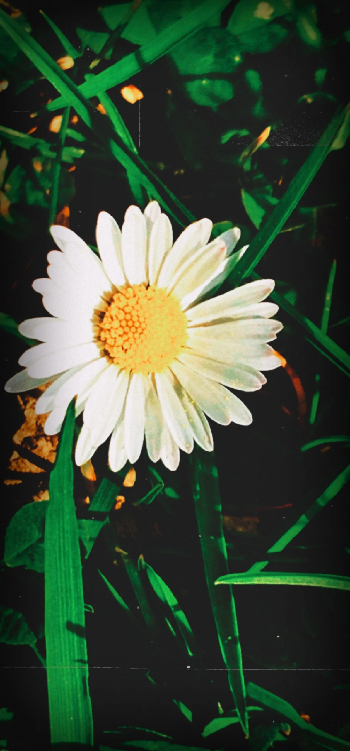 A close-up photograph of a white daisy with a bright yellow center, surrounded by tall blades of grass and edited with an intense, high-saturation color filter and vintage film grain.