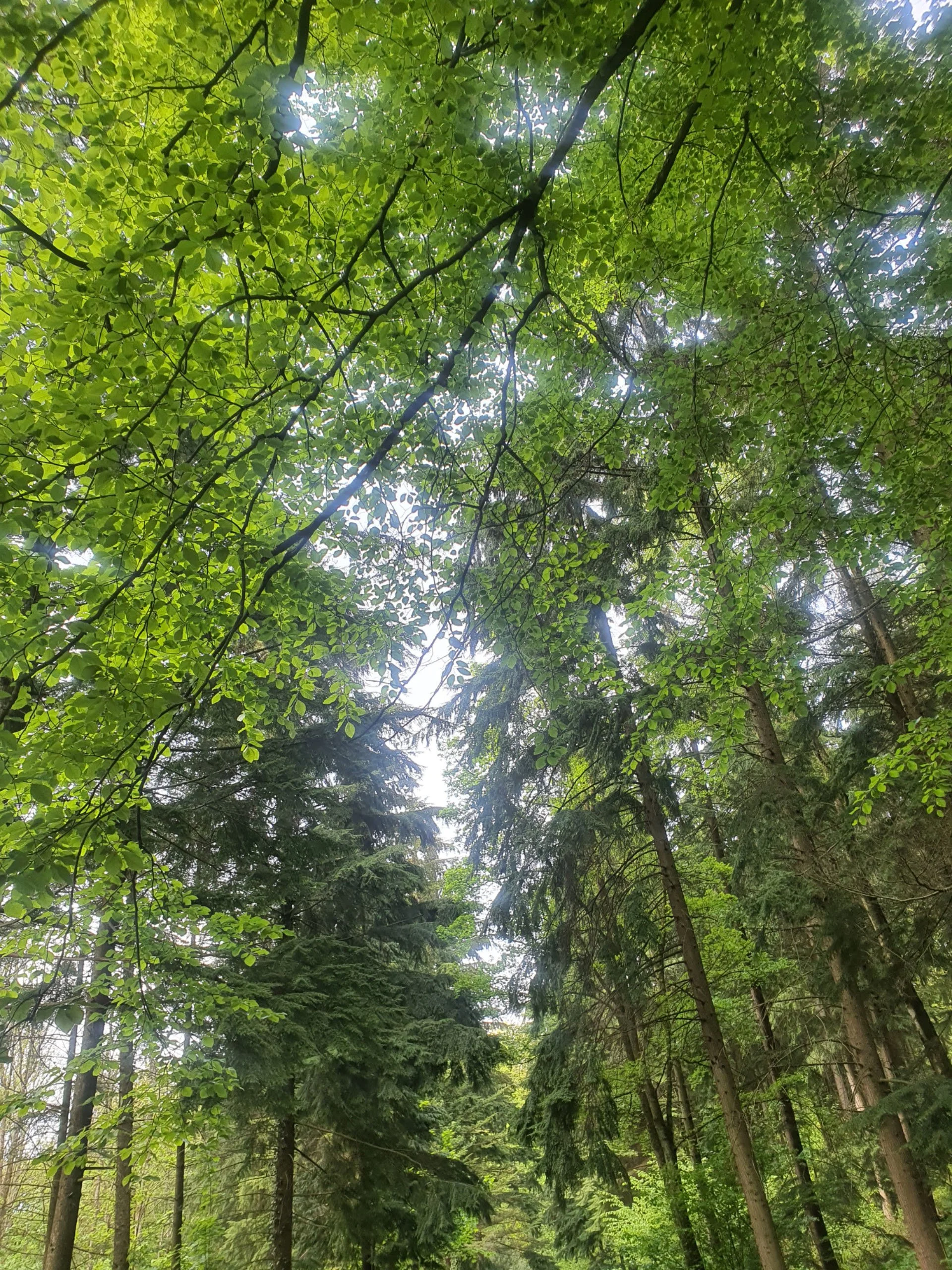 Looking up through dense green deciduous leaves at a forest of tall pine and fir trees reaching toward the sky.