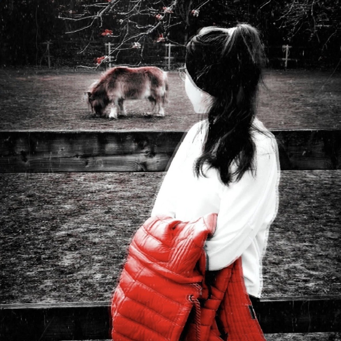 A selective color photograph where a woman and a grazing pony are set against a black and white field, highlighted by the woman's vibrant red puffer jacket and subtle red flowers on a tree branch.