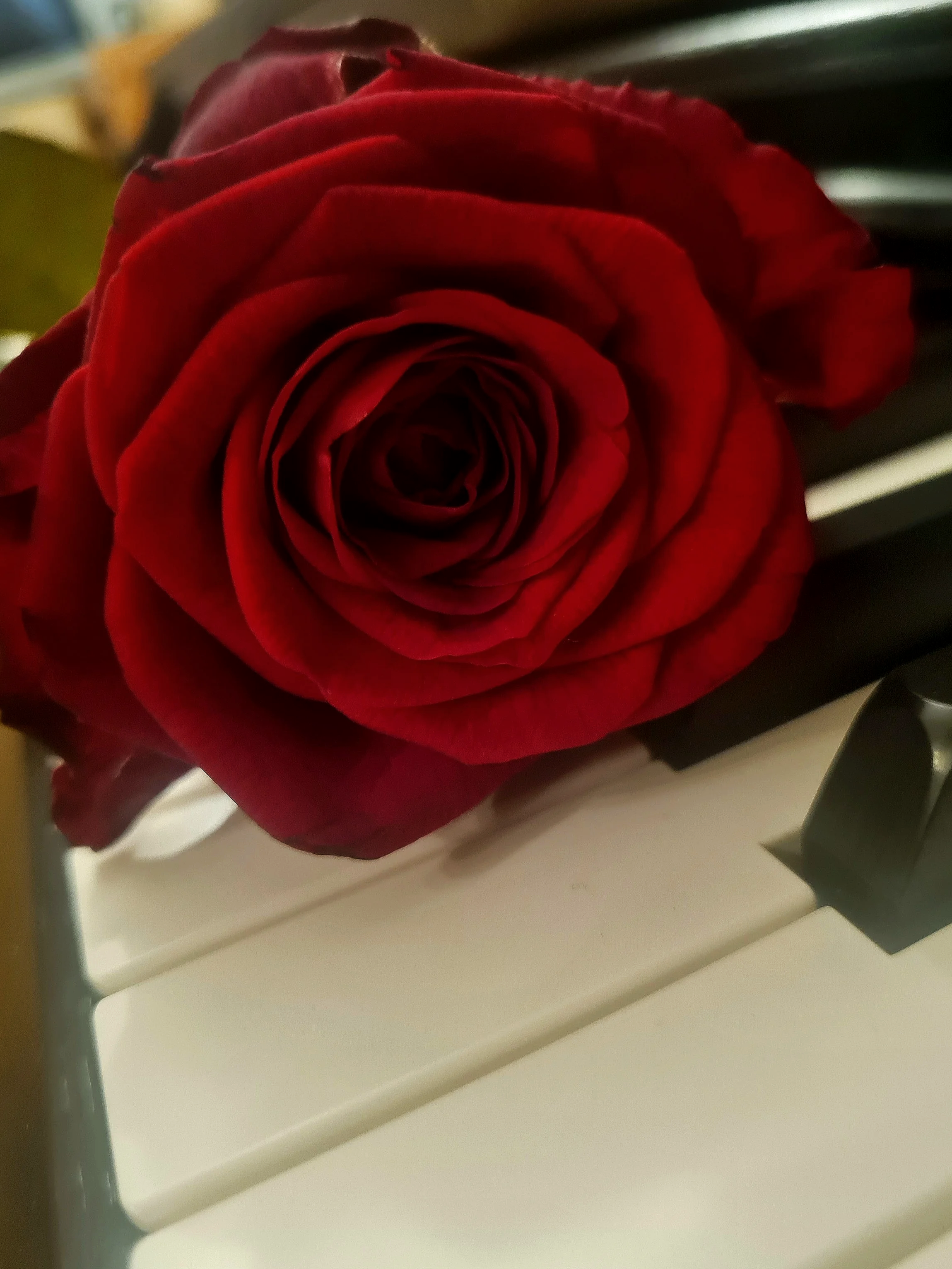 A dramatic close-up of a single, vibrant red rose resting gracefully across the black and white keys of a piano.