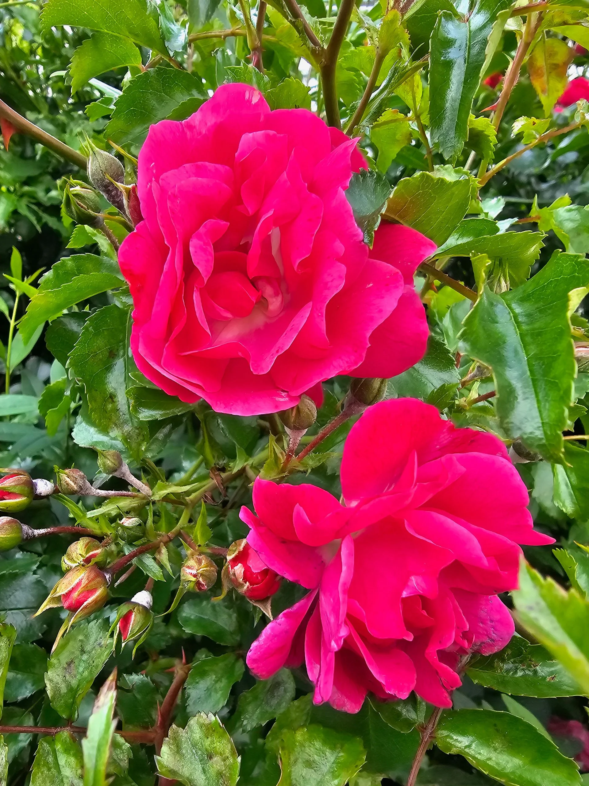 Close-up shot of two vivid magenta roses in full bloom surrounded by fresh green leaves and small flower buds.