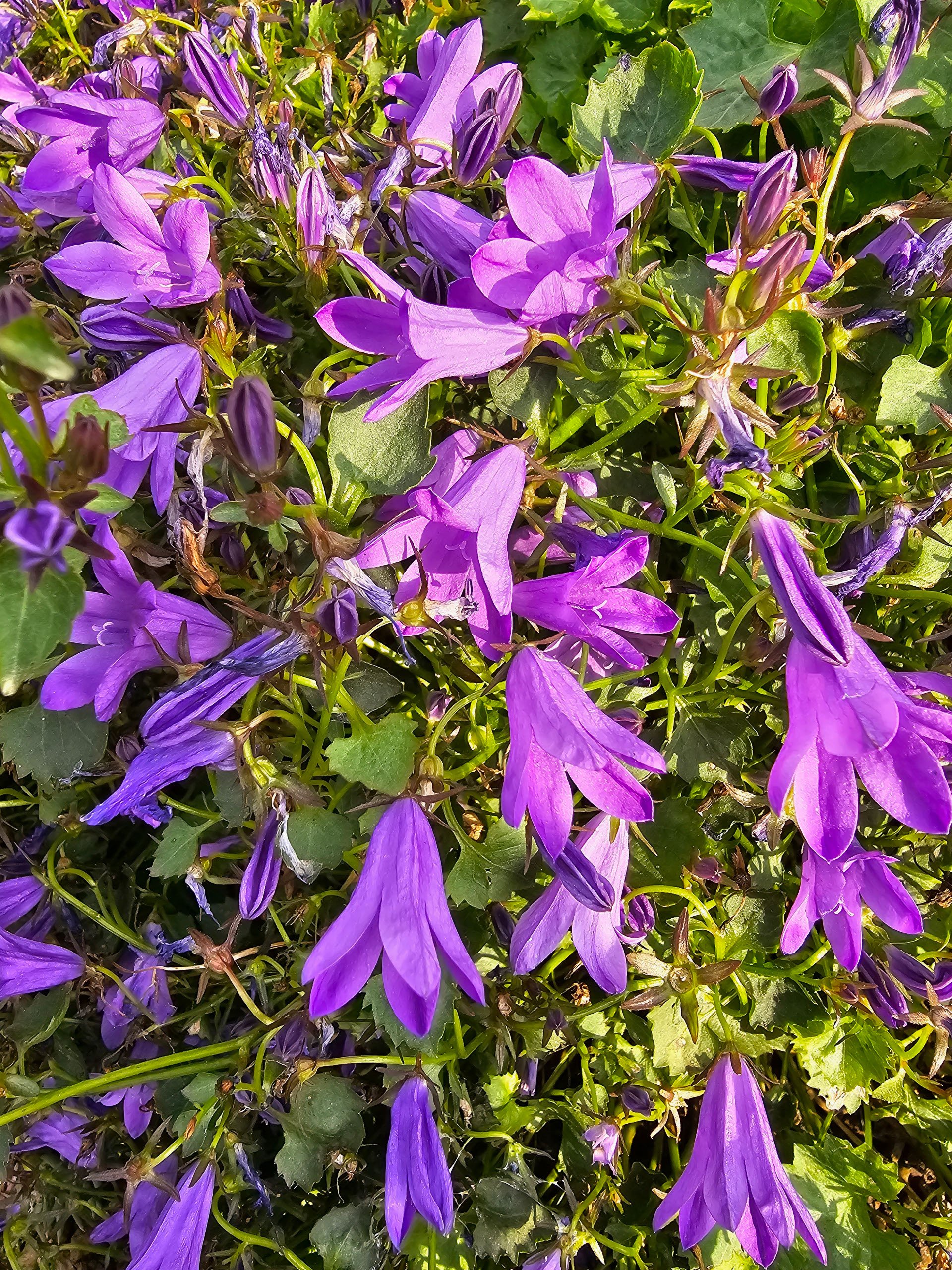 Close-up shot of a vibrant bed of purple bellflowers with distinct star-shaped petals weaving through green ground cover.