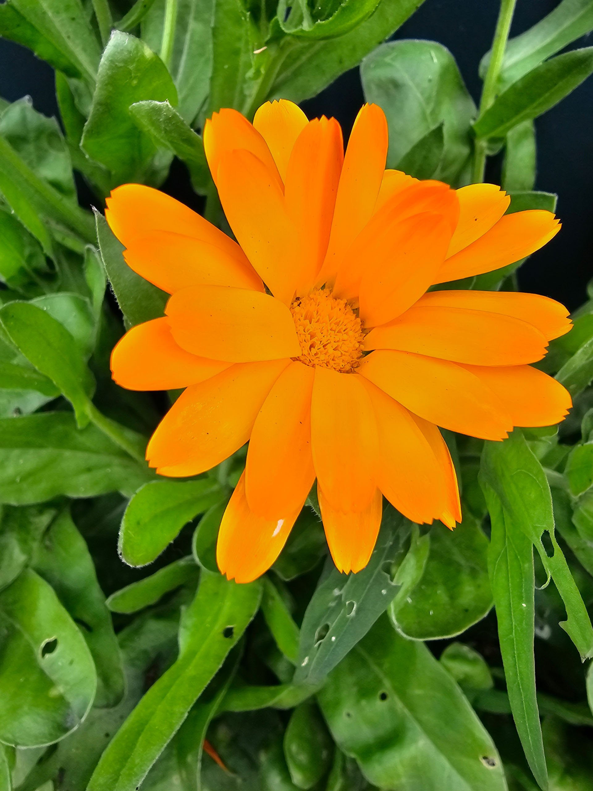 Macro photograph of a vibrant orange marigold flower in full bloom, capturing the detailed texture of its petals and central disk.