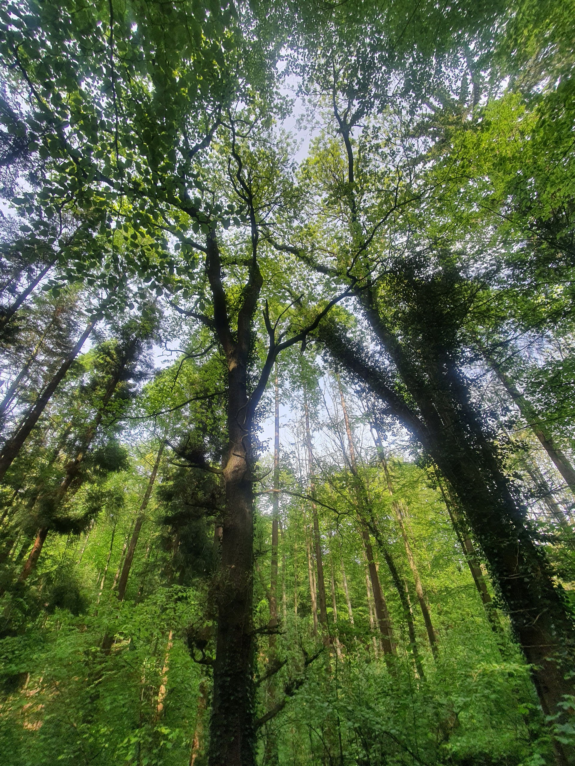Looking up at massive, ivy-covered tree trunks stretching into a dense green canopy against a pale sky.