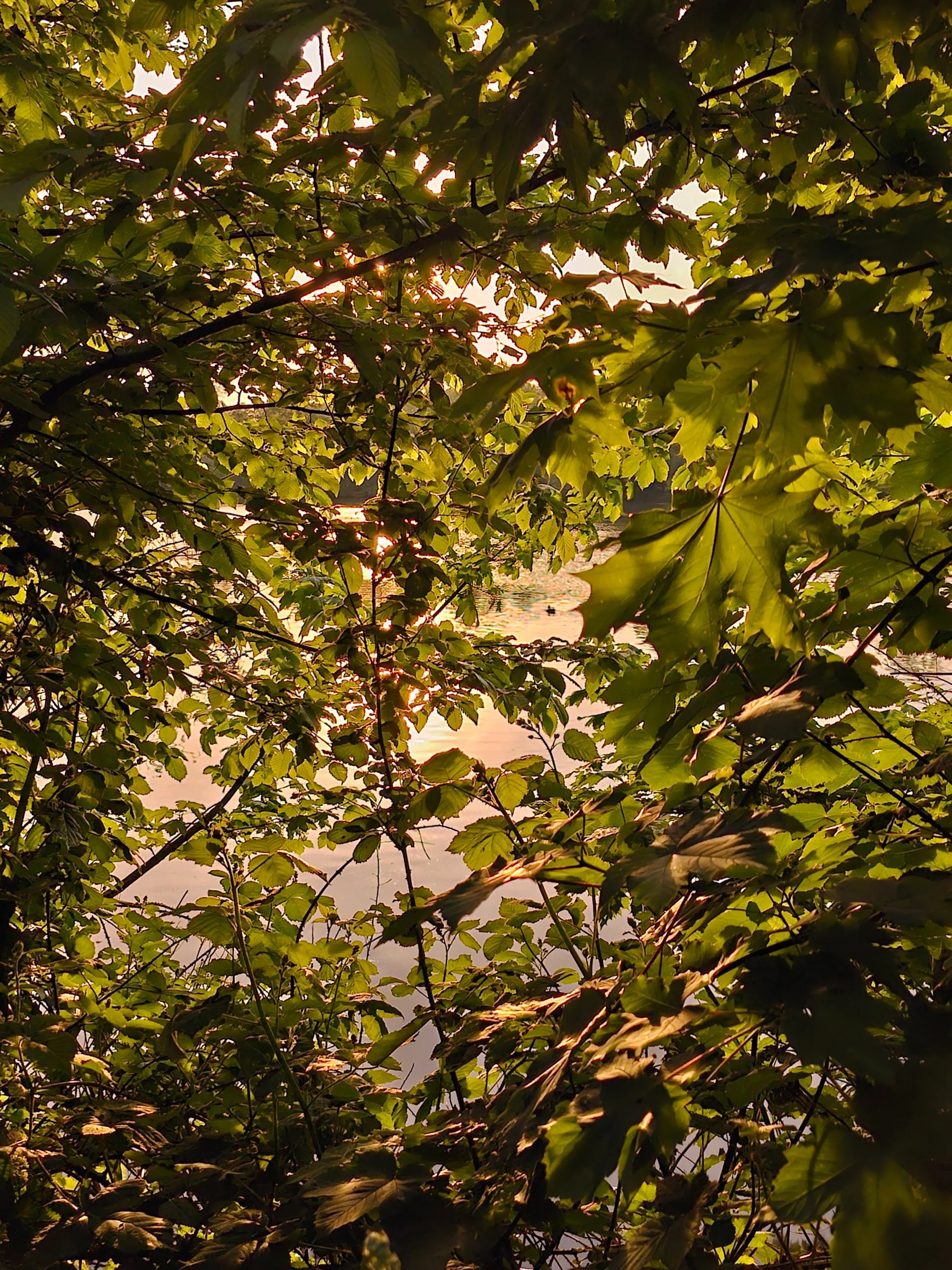 A close-up view through green maple leaves looking out onto a sunlit body of water during a warm sunset.