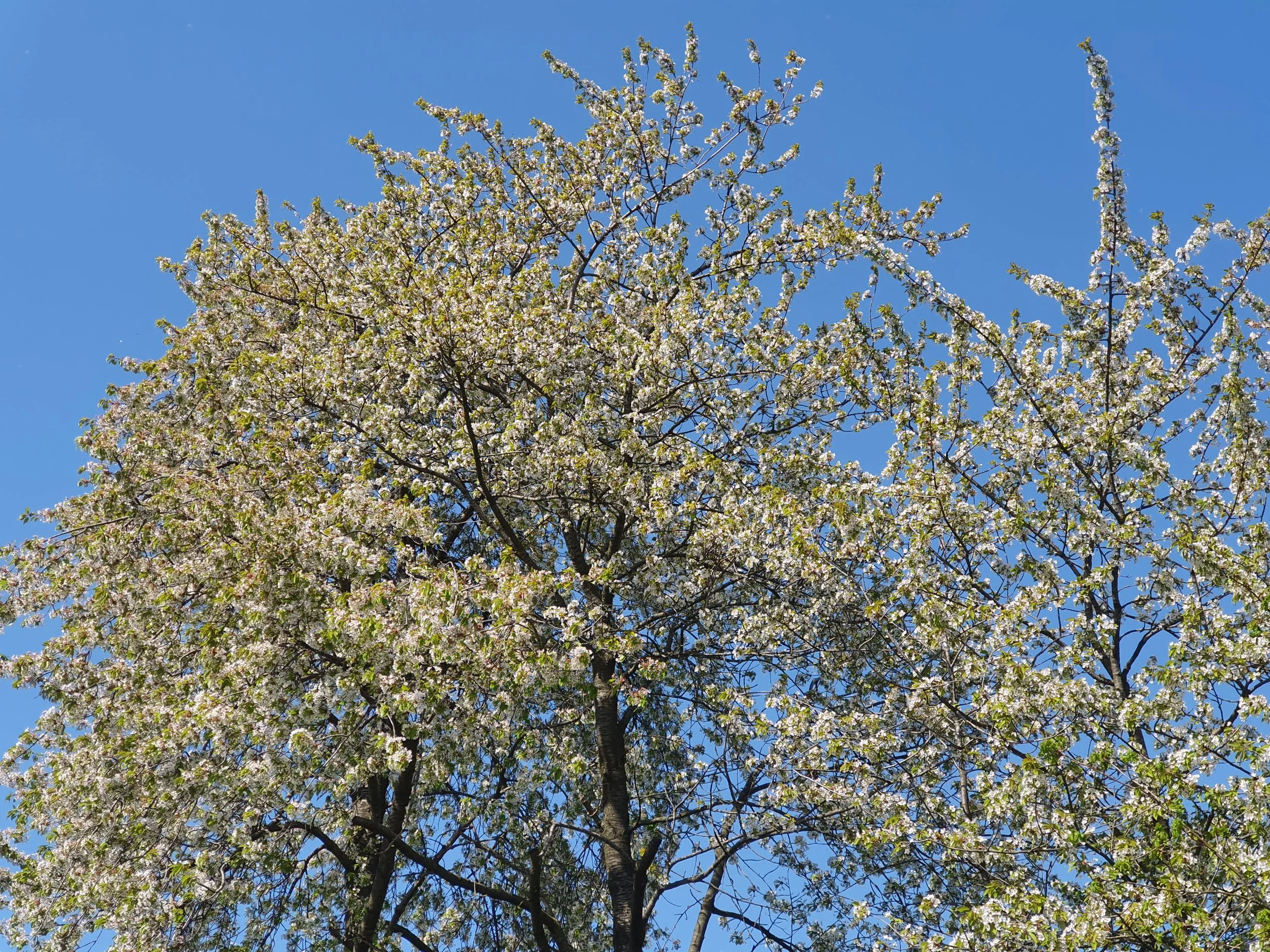 Low-angle shot of a large cherry blossom tree covered in white flowers against a clear, vibrant blue sky.