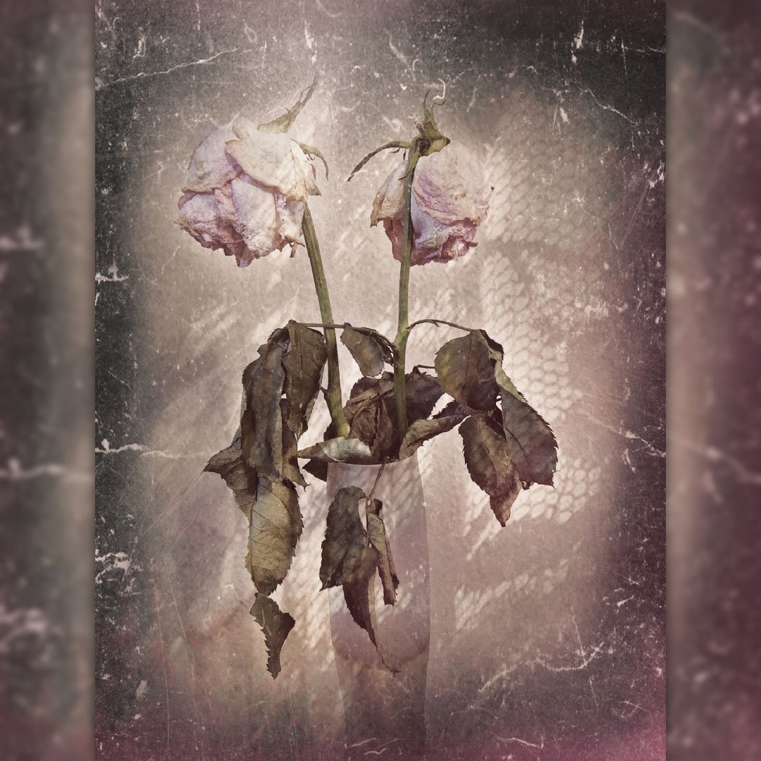 A fine-art still life photograph of two faded, wilted pink roses in a vase, heavily edited with grunge textures, scratches, and a muted, sepia-toned vintage overlay.