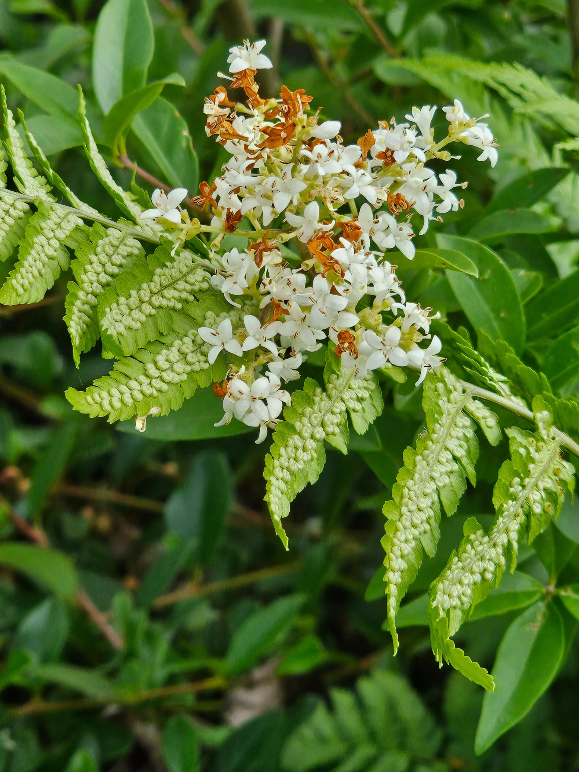 Close-up of delicate white privet blossoms resting on a vibrant green fern leaf detailed with small spores.