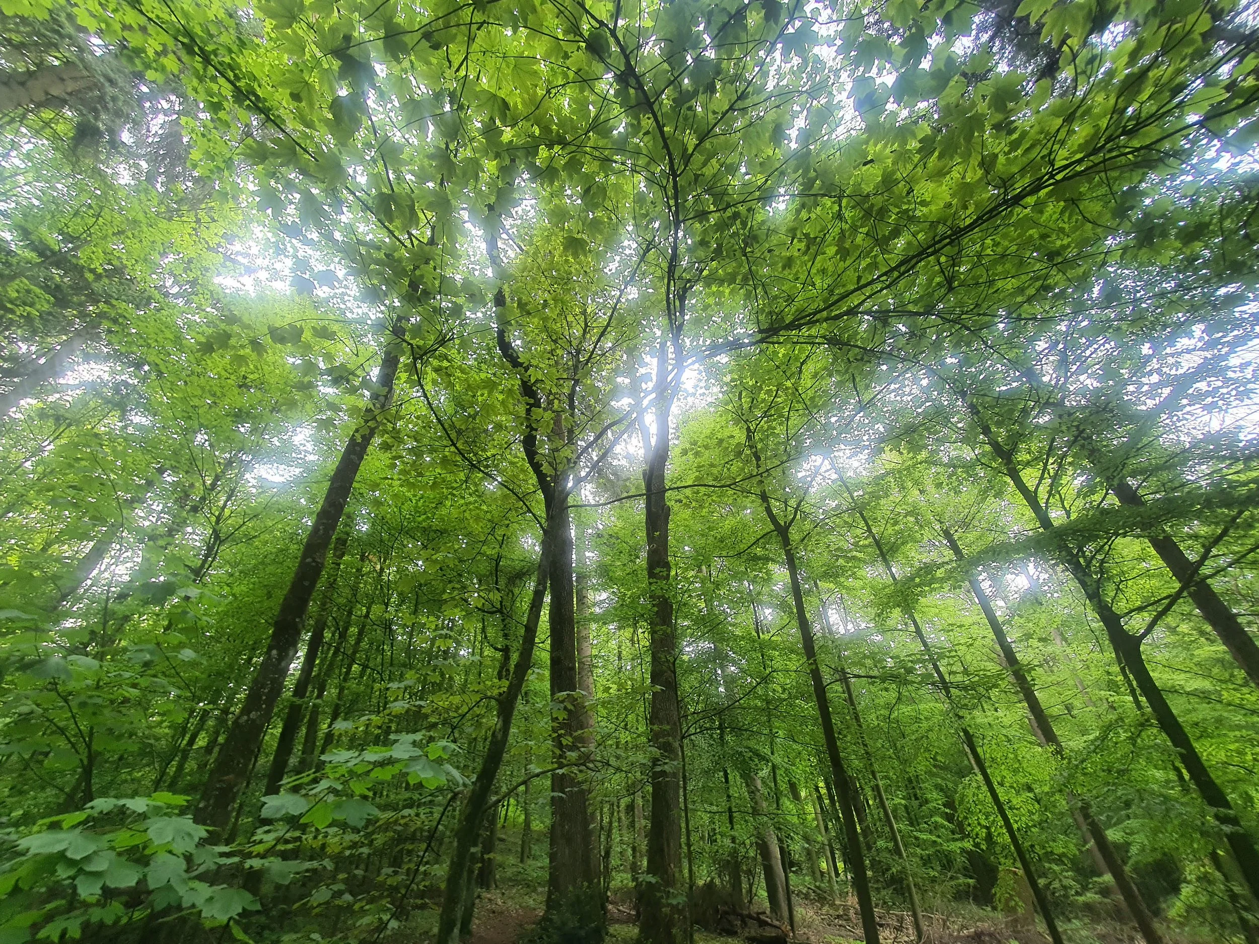 A wide low-angle photograph of tall, slender green trees forming a lush canopy in a dense summer forest.