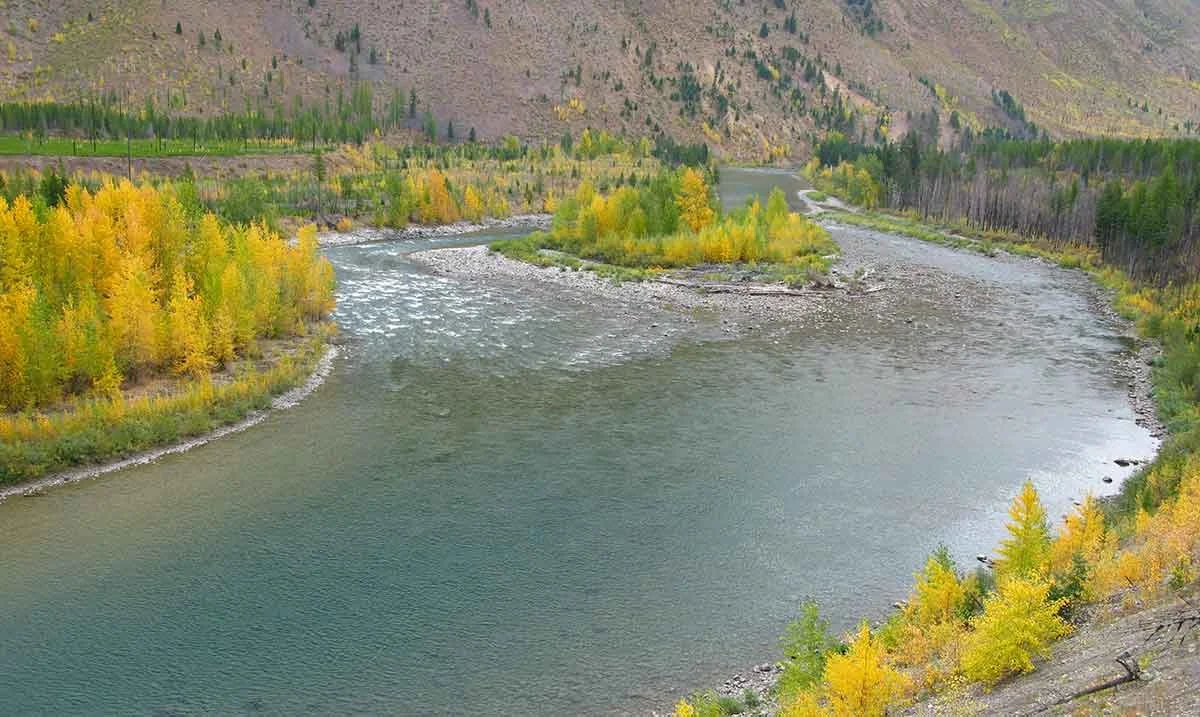 The north fork of the flathead with yellow and green trees on its banks and a mountain in the background.