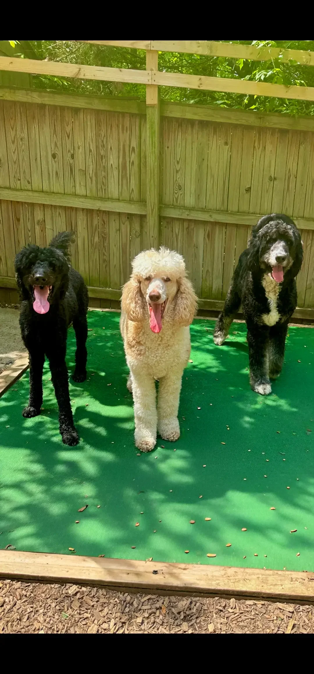 Three dogs standing on a green surface outdoors, behind a wooden fence with green foliage above.