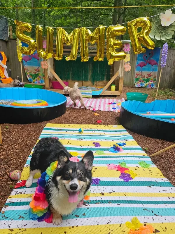 A summer outdoor party at Sit. Play. Stay. enrichment daycare in Bowie, MD with colorful decorations, a dog wearing a rainbow lei, and a banner spelling "SUMMER" made of gold balloons.