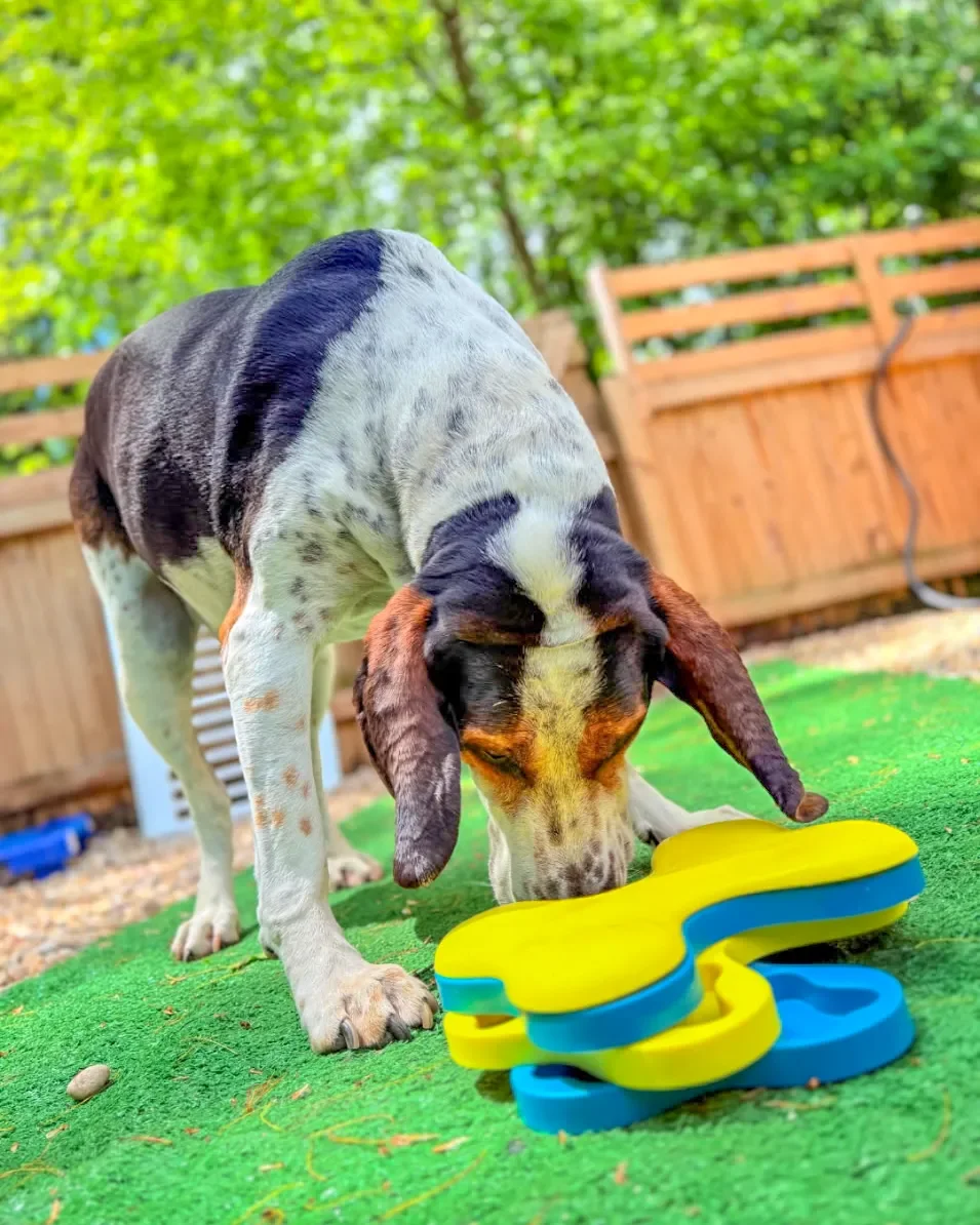Dog with white, black, and brown fur sniffing a yellow and blue toy on green artificial turf outdoors, wooden fence and blurred green trees in background.