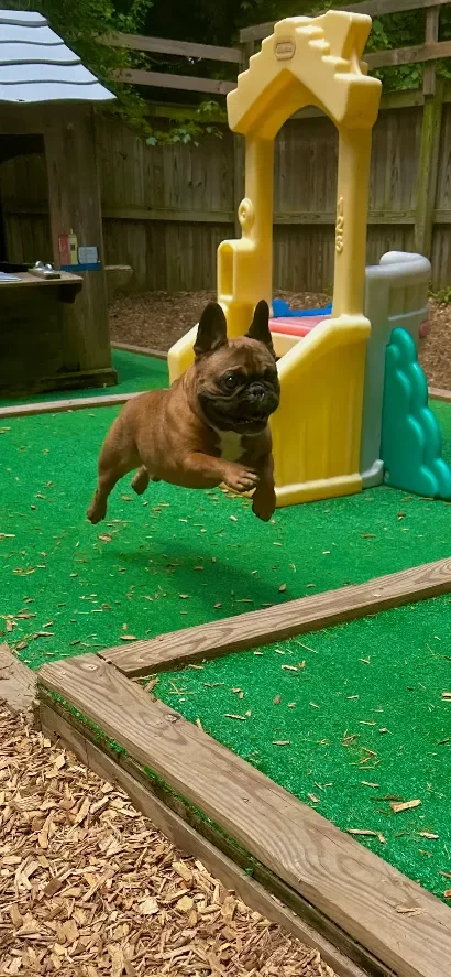 A brown French Bulldog puppy flying through the air in a backyard with a small plastic playhouse and wood fence at Sit. Play. Stay. enrichment daycare in Bowie, MD.