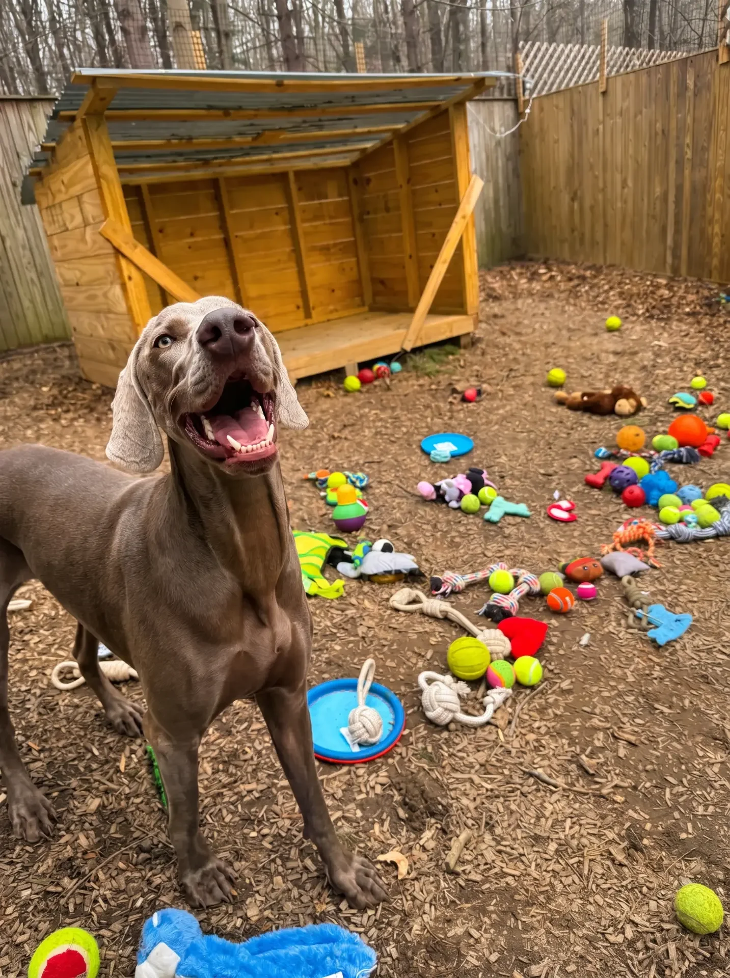 A large Weimaraner, standing outdoors in a backyard with a wooden fence, surrounded by scattered toys, tennis balls, and ropes, with a small wooden doghouse in the background.