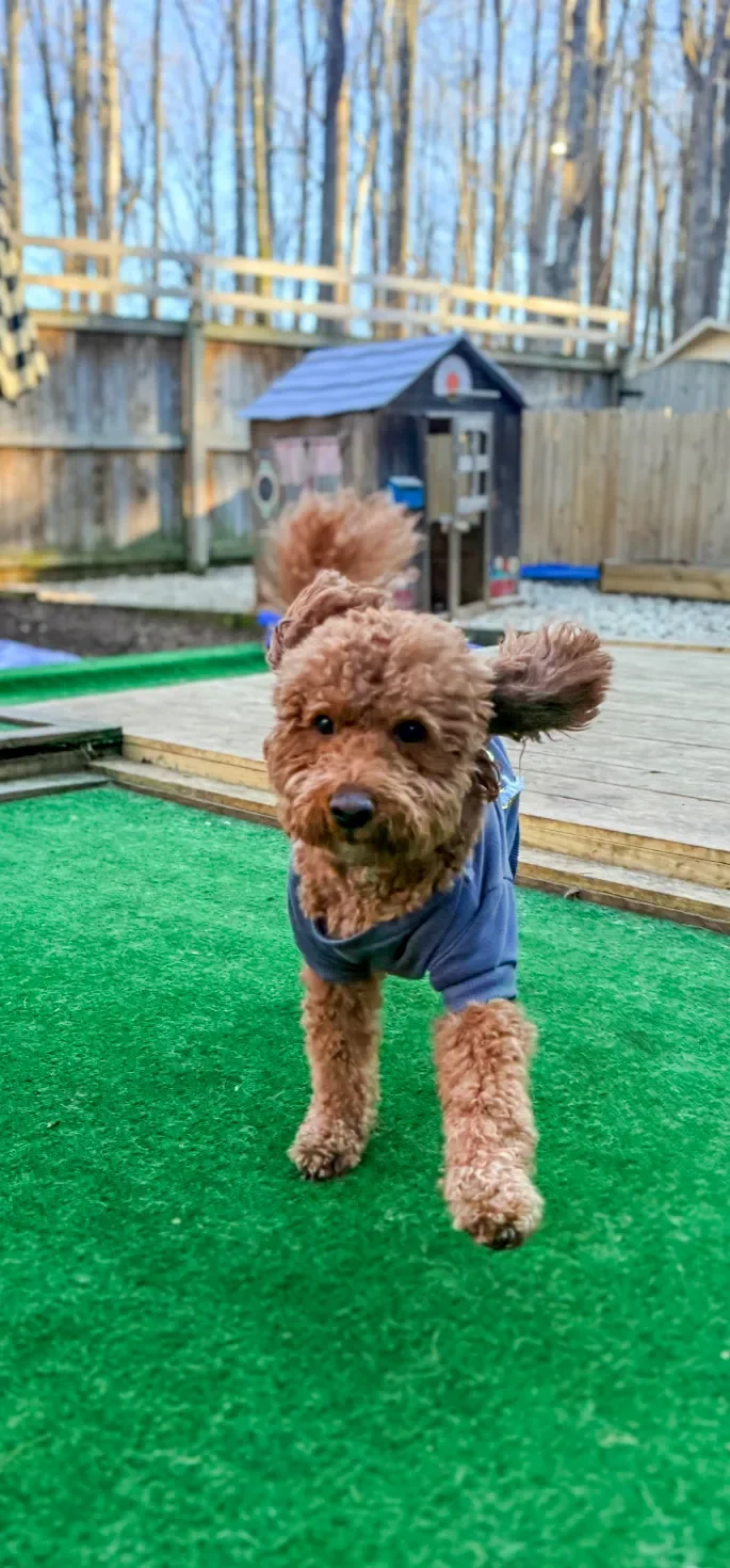 A fluffy brown poodle dog wearing a blue shirt running on a green outdoor carpet in a backyard with a wooden fence and playhouse in the background.