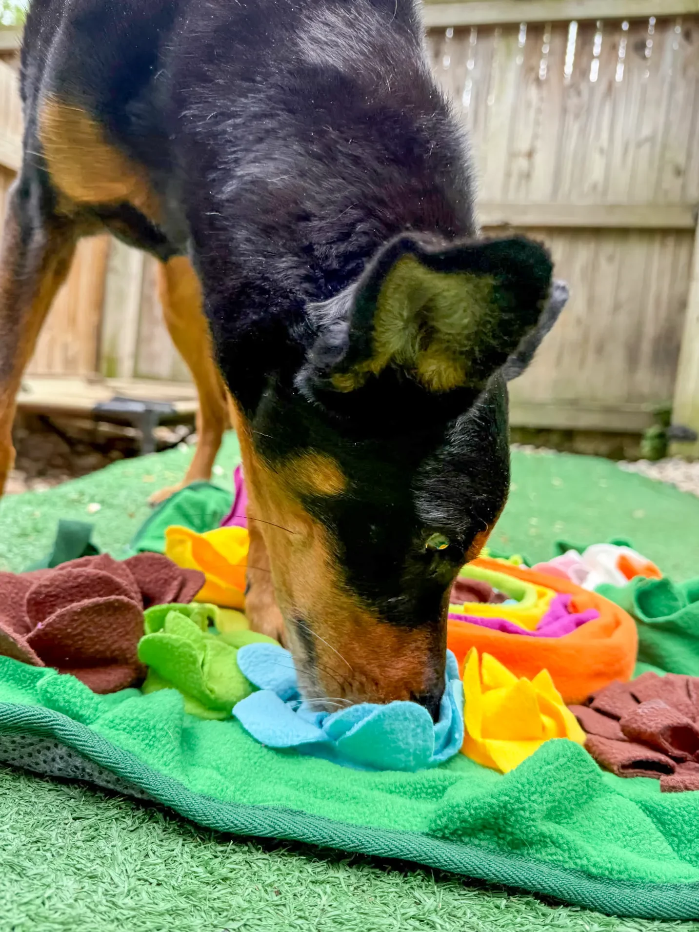 A Doberman sniffing a colorful sniff mat outdoors on green grass with a wooden fence in the background.