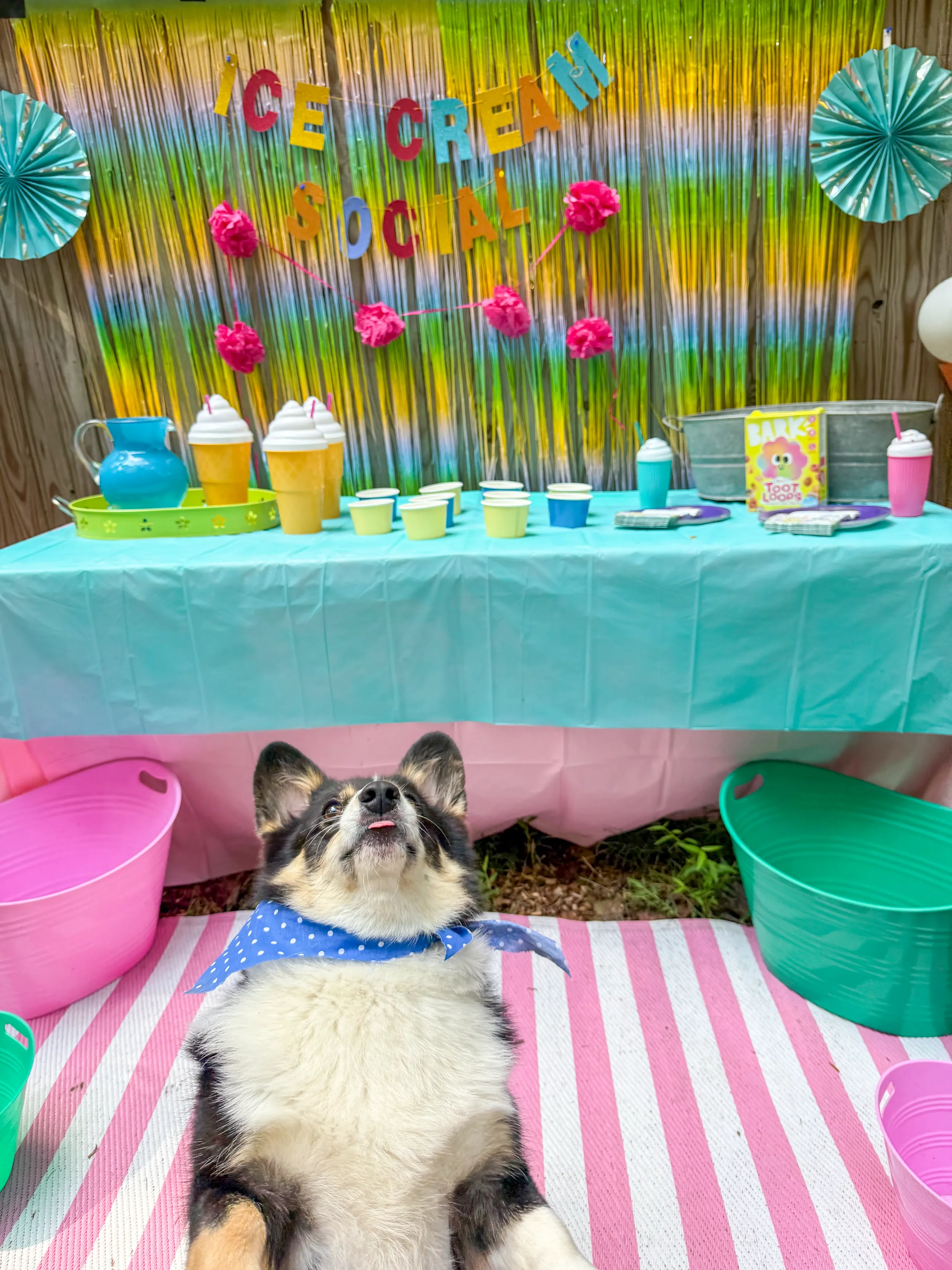 Sit-Play-Stay-Edited.webp