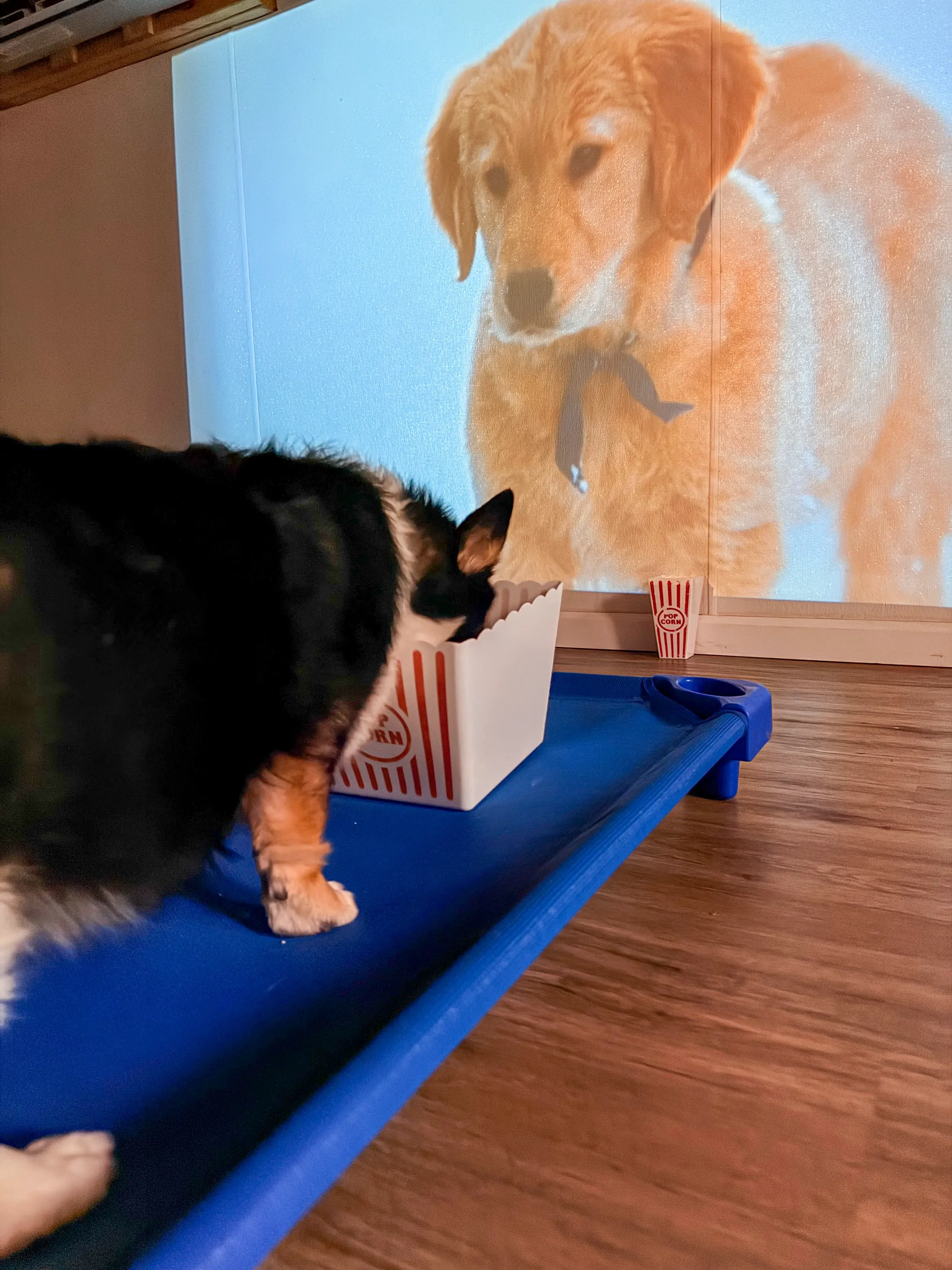 Close-up of a small dog with black and white fur, sitting on a blue cot and eating popcorn from a white striped popcorn box.