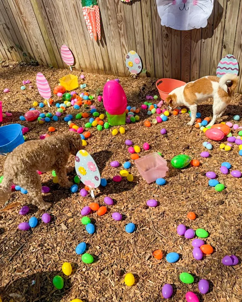 Dogs playing in an Easter egg hunt yard decorated with paper bunny and egg cutouts, plastic eggs, and Easter-themed decorations.