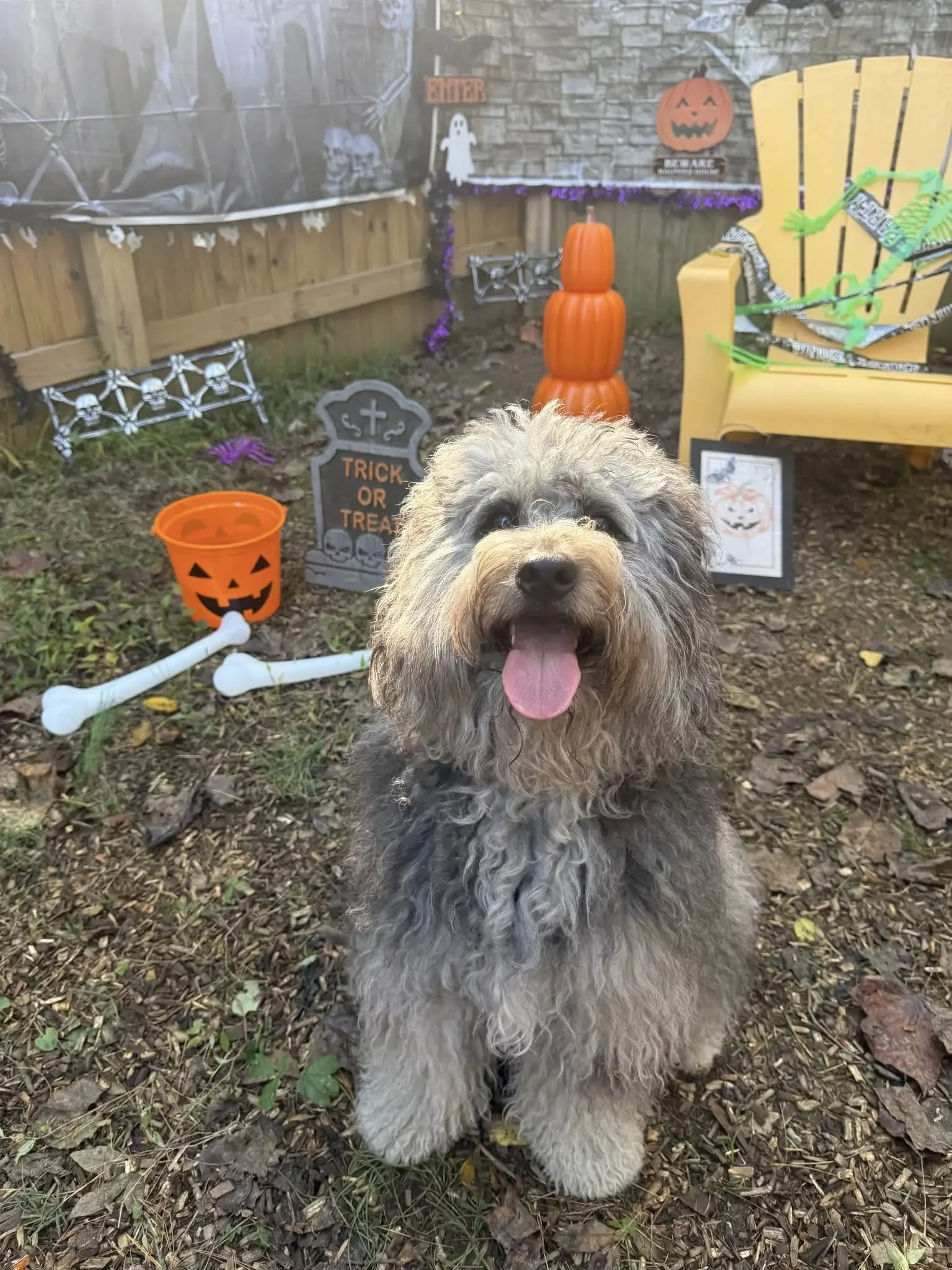SPS-Halloween-Pup.webp