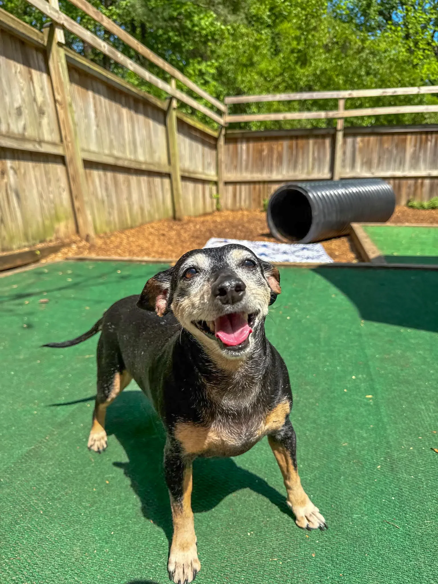 Sit-Play-Stay-Pups-Edits-5.11-12.webp
