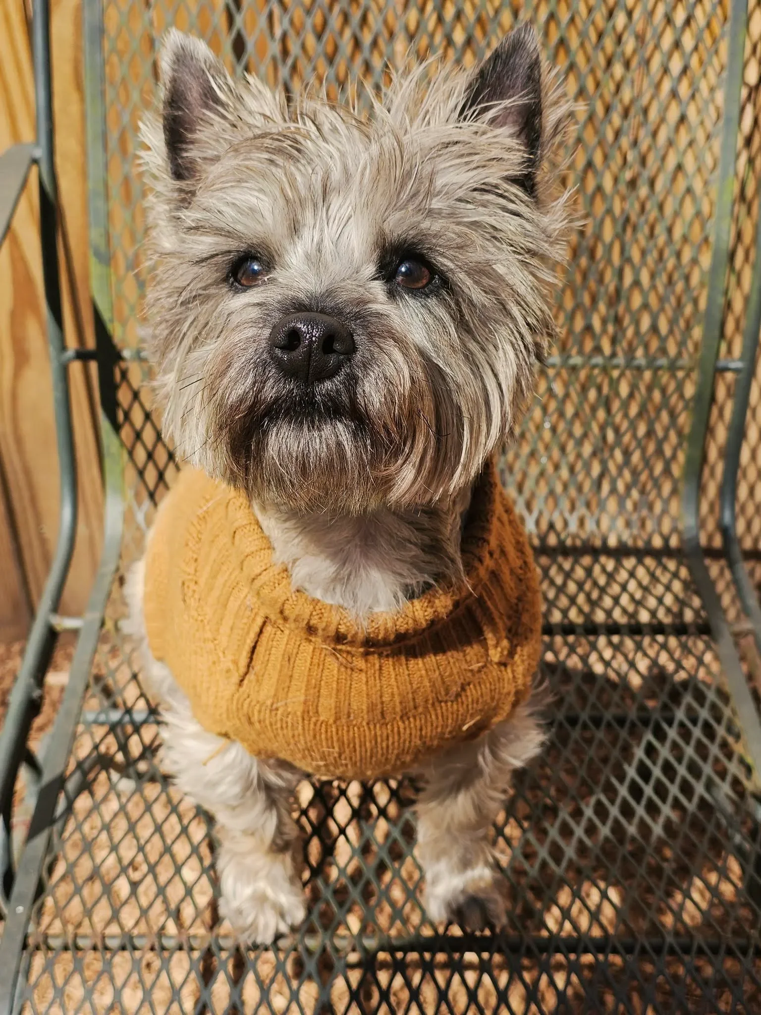 Sit-Play-Stay-Pups-Edits-5.11-11.webp