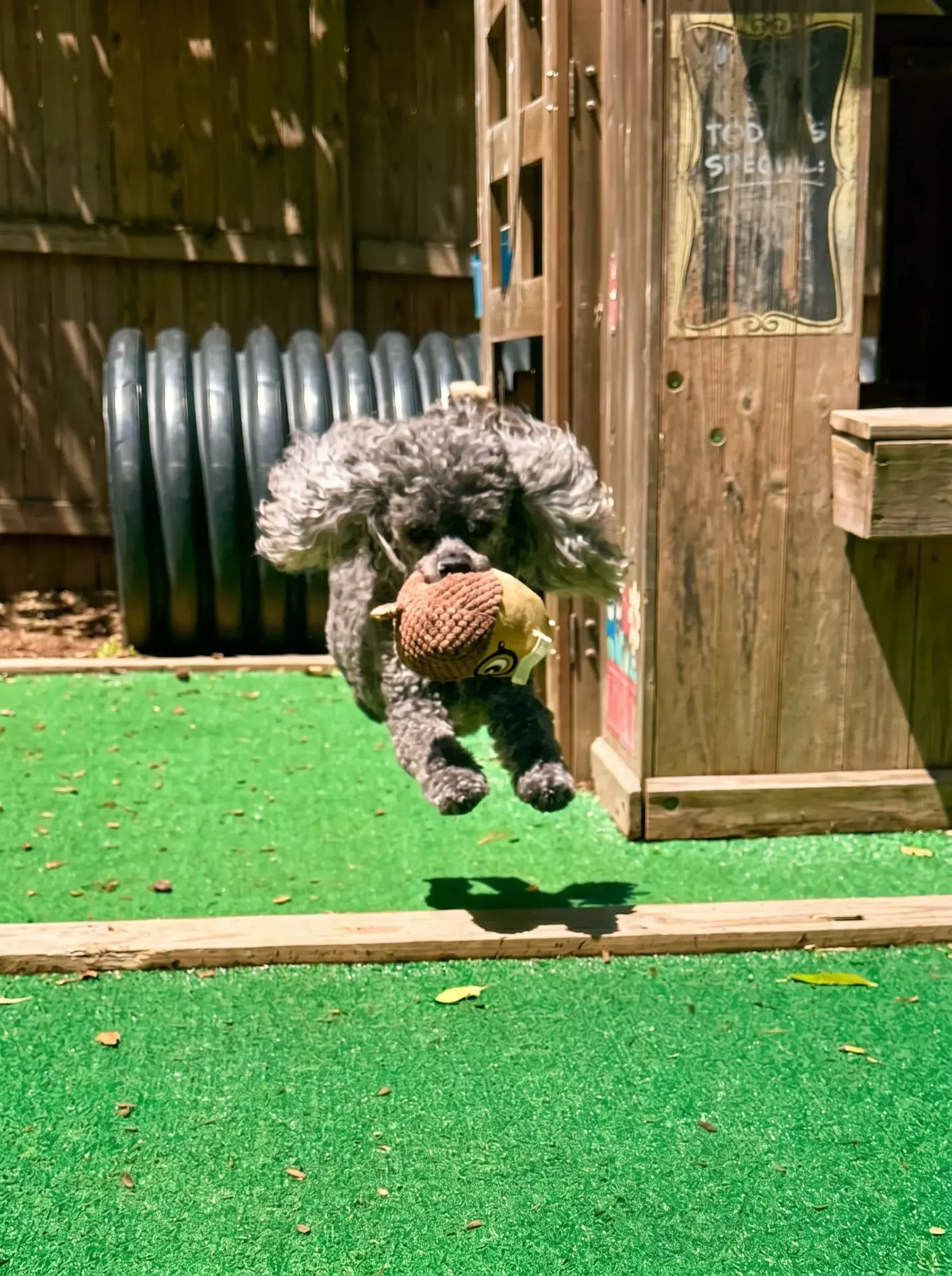 A black and gray curly-haired dog catching a brown toy in mid-air outdoors on artificial green turf with a wooden fence and small wooden playhouse in the background.