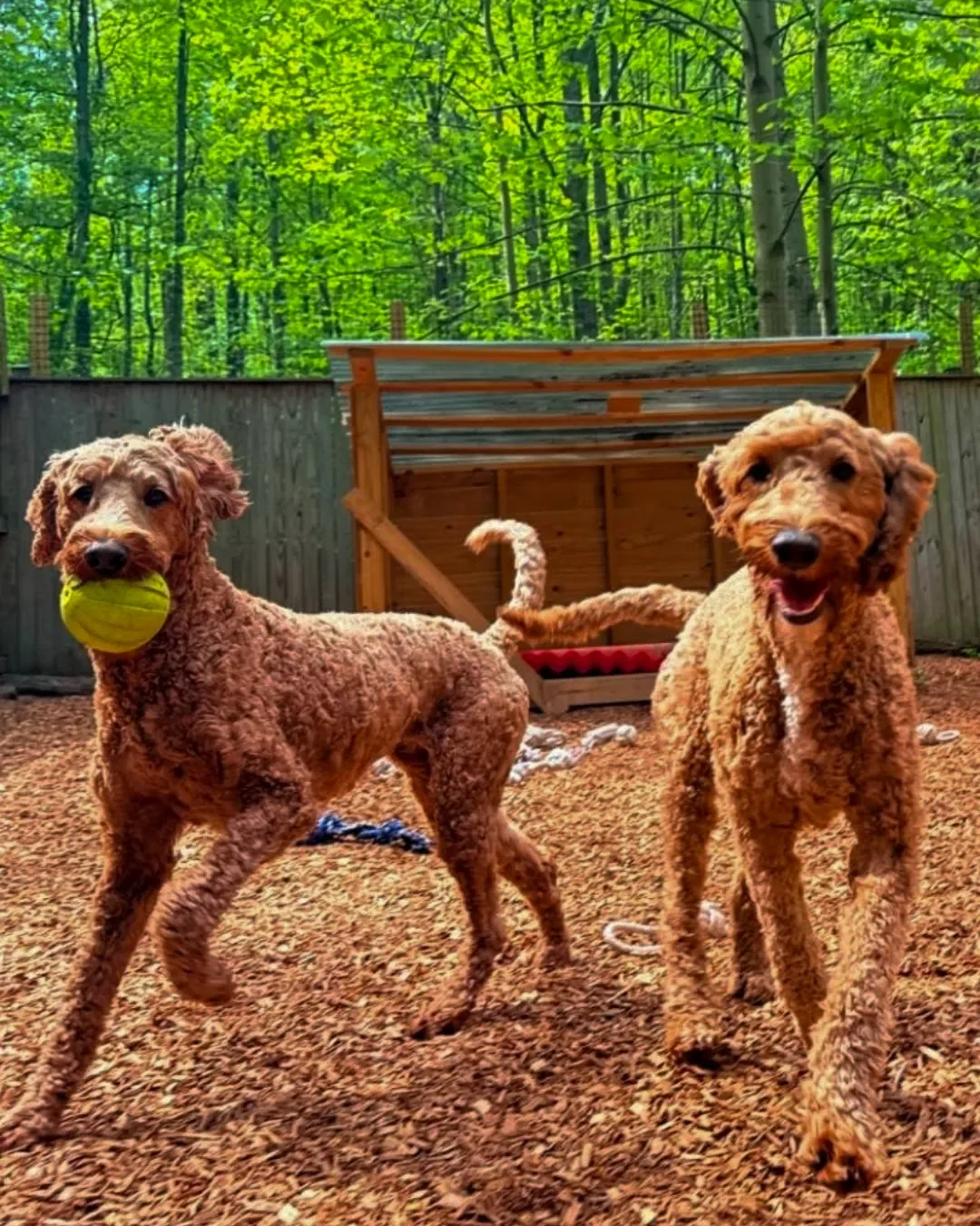 Two brown poodles playing outdoors in a backyard, one holding a tennis ball in its mouth, with a wooden doghouse and a forest background.