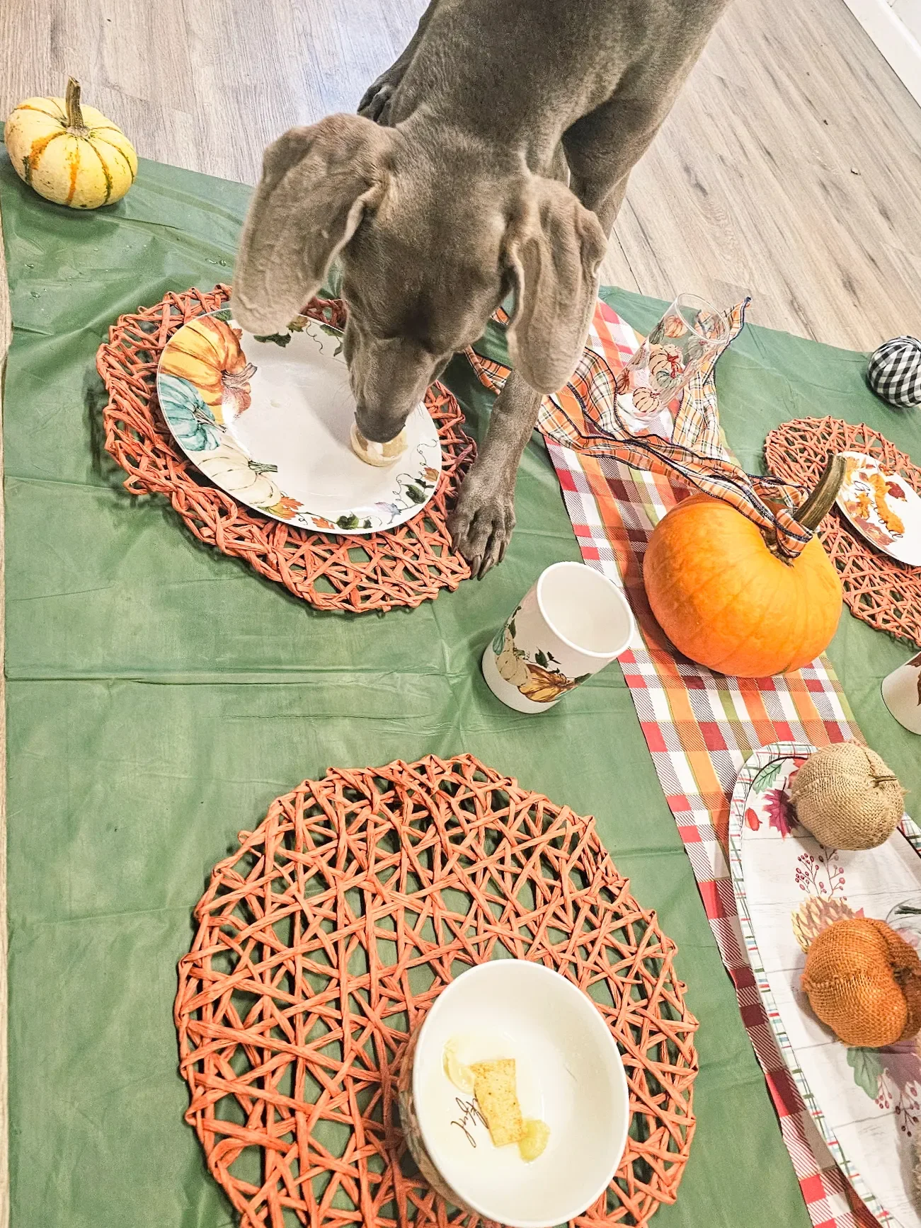 A dog standing on a faux dining table on the floor set for a fall-themed meal, with pumpkins, decorative plates, paper cups, and a plaid table runner on a green tablecloth.