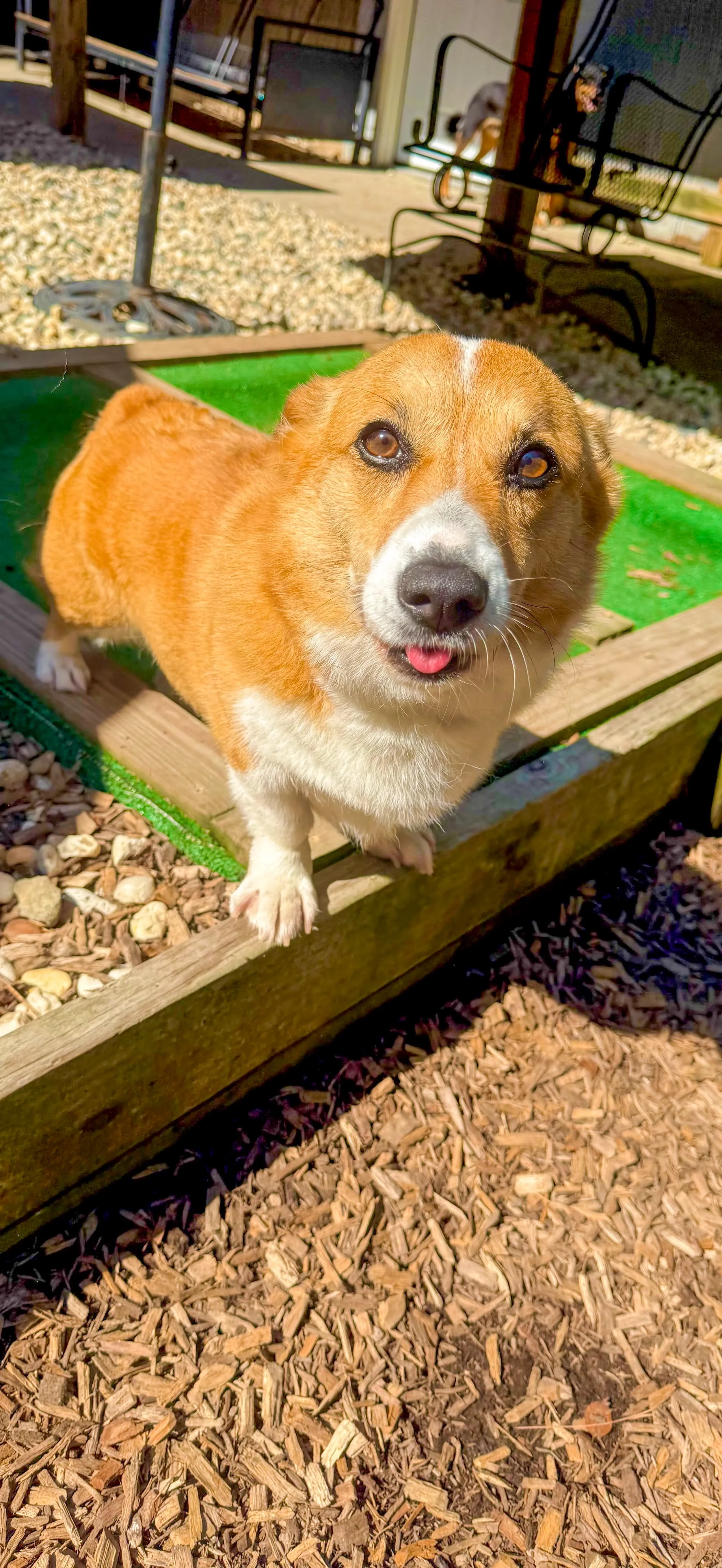 Close-up of a brown and white dog standing on a wooden platform outdoors, with a background of gravel, wood chips, and outdoor furniture at Sit. Play. Stay. enrichment daycare in Bowie, MD..