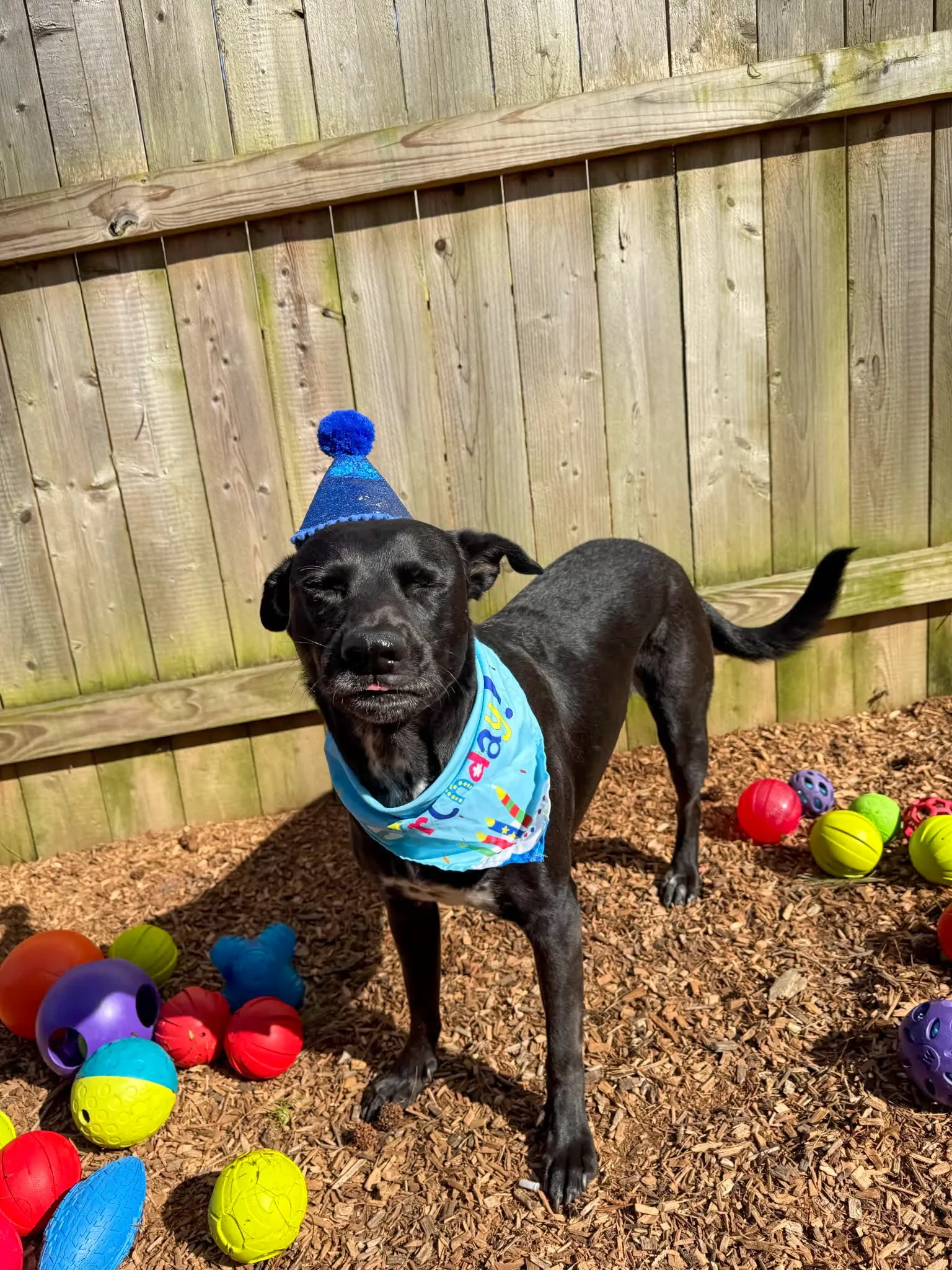 A black dog wearing a blue birthday hat with a pom-pom, a blue bandana, and a birthday bib, standing in a backyard with wood chip ground cover. The dog has its eyes closed and mouth slightly open. There are colorful plastic balls and toys scattered around, and a wooden fence in the background.