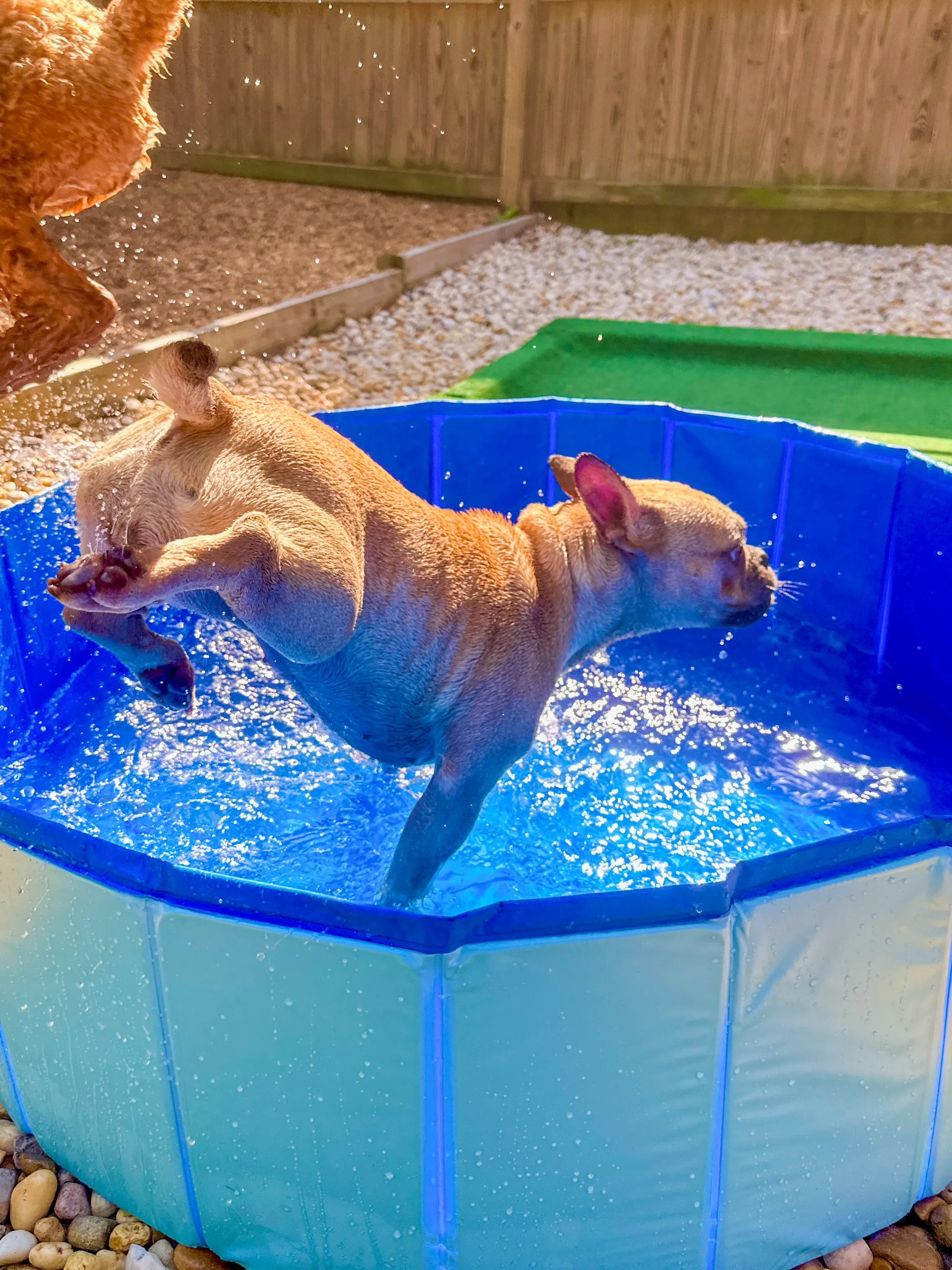 A tan dog rolling in a blue plastic kiddie pool filled with water in a backyard with a wooden fence and gravel ground.