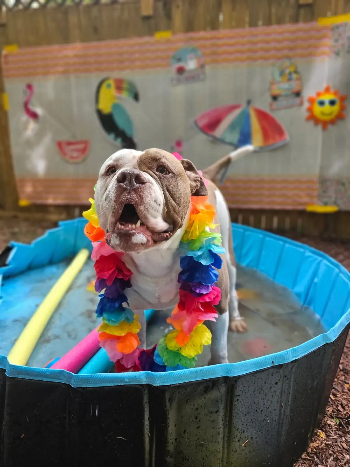 A happy brown and white pit bull wearing a colorful flower lei, standing in a small blue plastic pool with pool noodles, in a backyard with a wooden fence and a weathered beach-themed backdrop.
