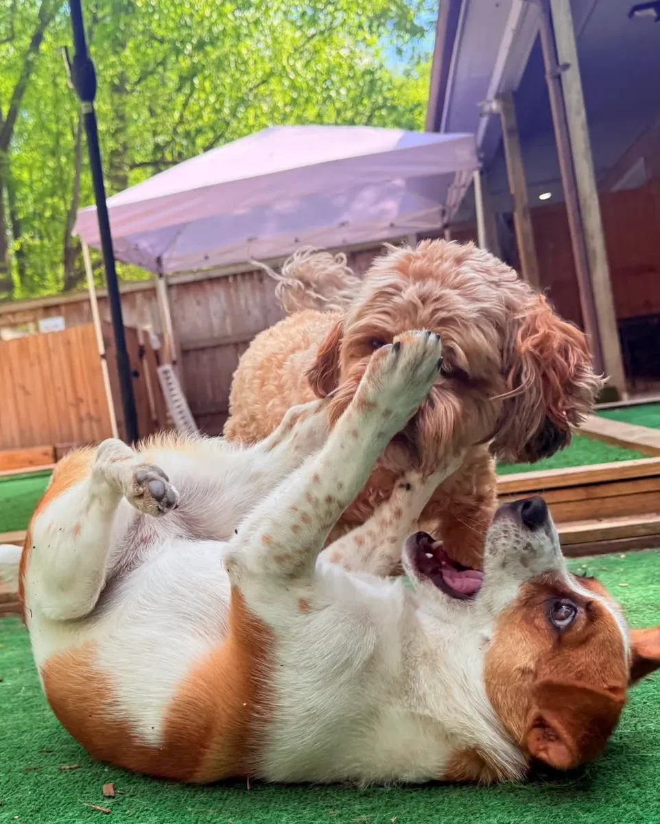 Two dogs playfully wrestling on green artificial grass, with a wooden fence and trees in the background under a purple outdoor umbrella.