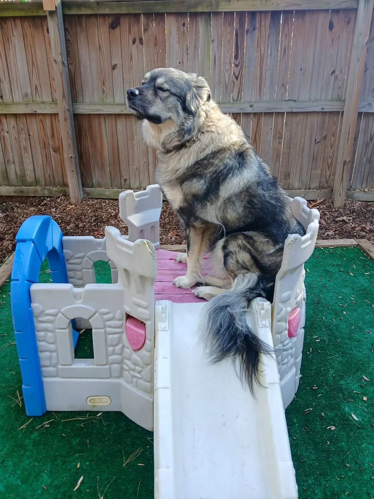 A large dog with gray and black fur sitting on a small plastic playhouse platform, with a backyard fence in the background.
