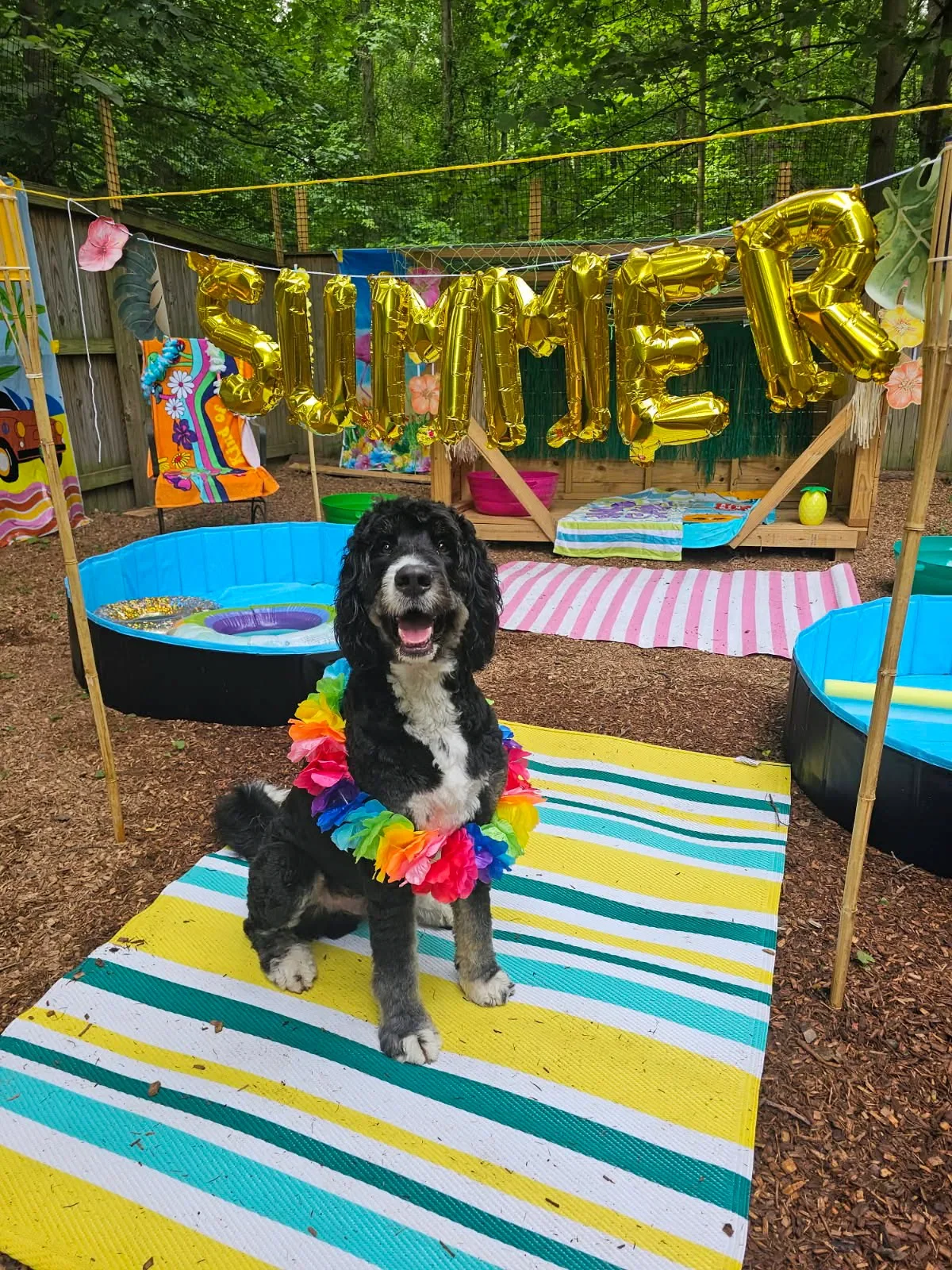 A black and white puppy sitting on a colorful striped mat in a backyard with a festive setup. The background features gold foil balloons spelling "SUMMER," two inflatable pools, and various beach-themed decorations, with greenery and trees overhead.