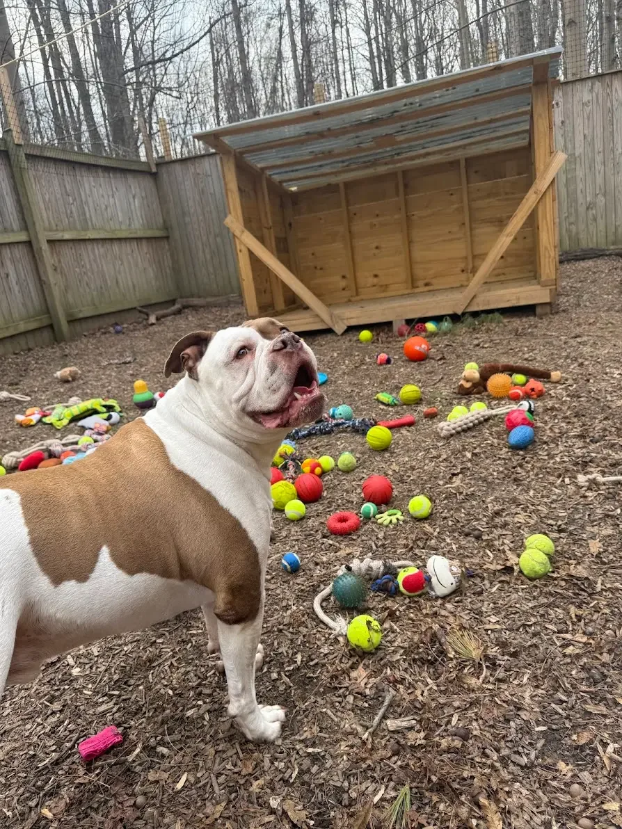 A bulldog playing in the outdoor yard filled with toys at Sit. Play. Stay. crate-free dog daycare in Bowie, MD.