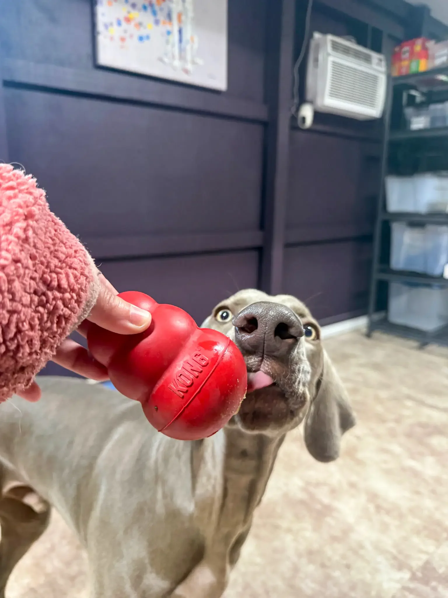 Dog playing tug of war with a red rubber toy in an indoor setting.